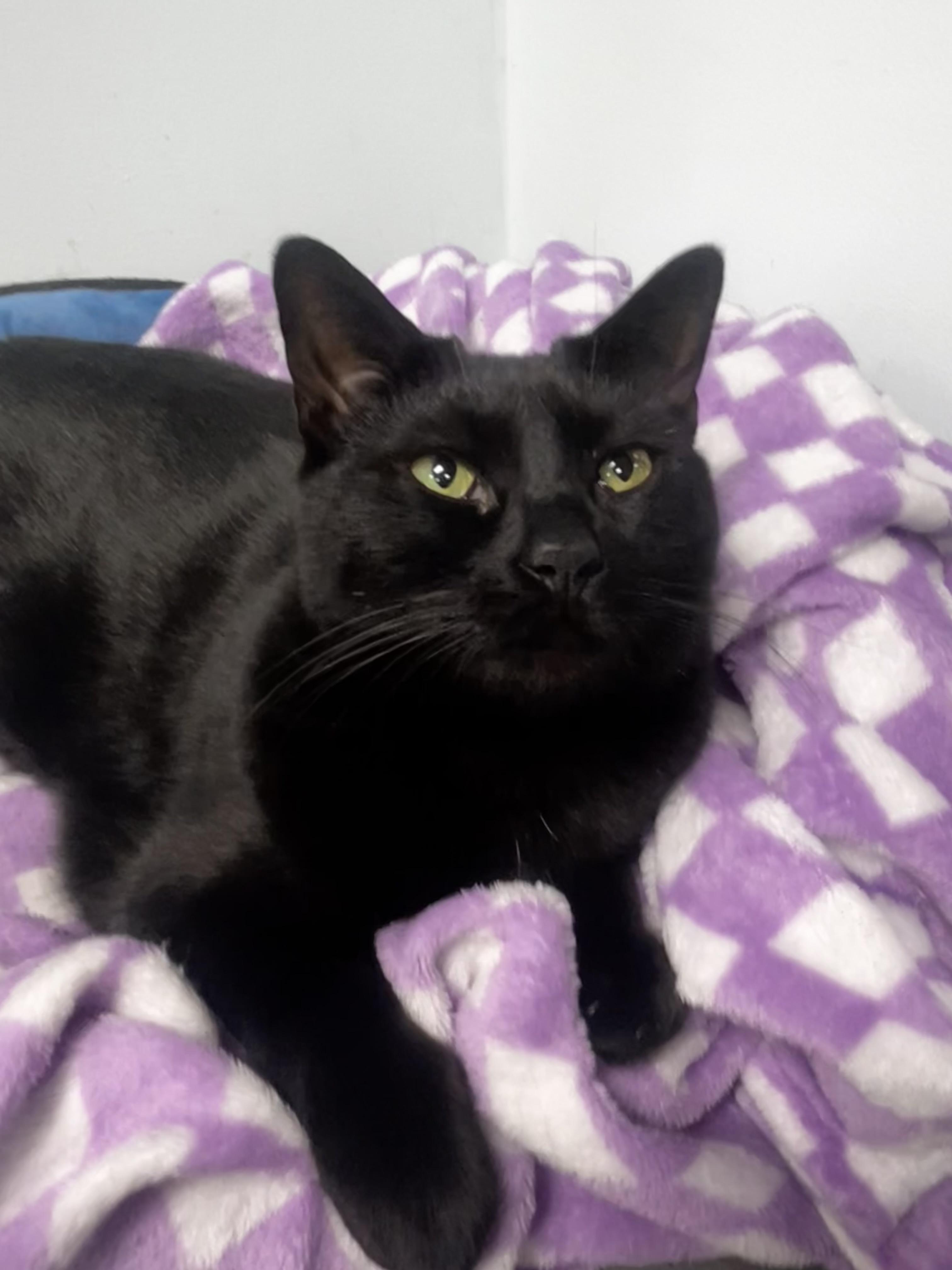 Helena, Adoptable, Young Female Domestic Short Hair.