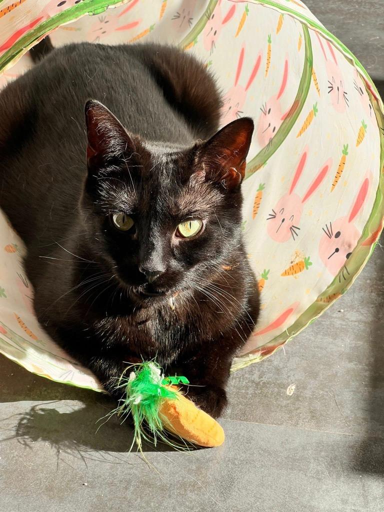 Enlarge Helena, a Adoptable Domestic Short Hair in Grand Rapids, MI image 3/6