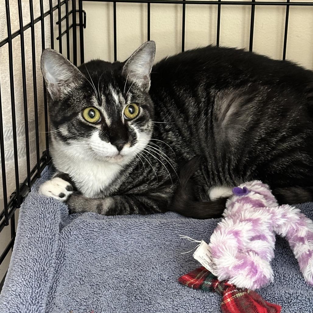 Ravi — thumbnail 2