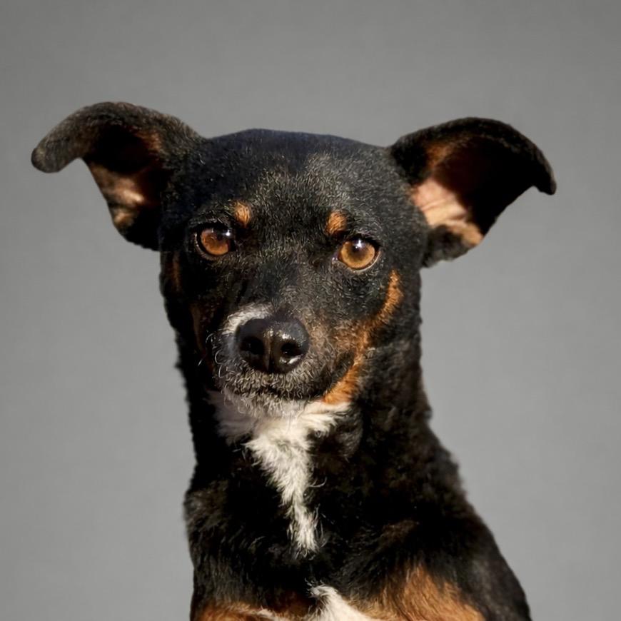 Baisley, Adoptable, Young Female Fox Terrier & Rat Terrier.