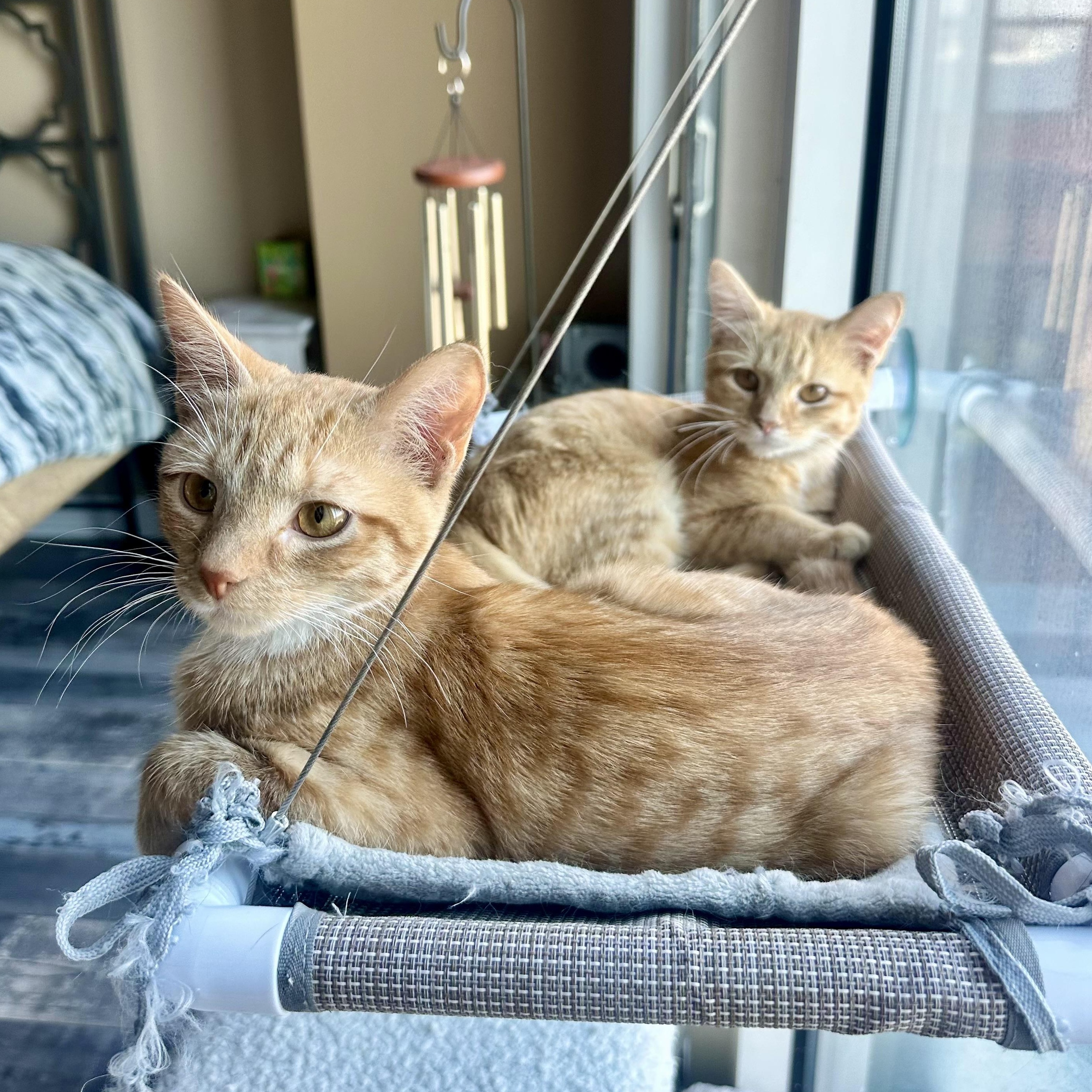 Updo, a Adoptable Domestic Short Hair in Richmond, VA image 2/2