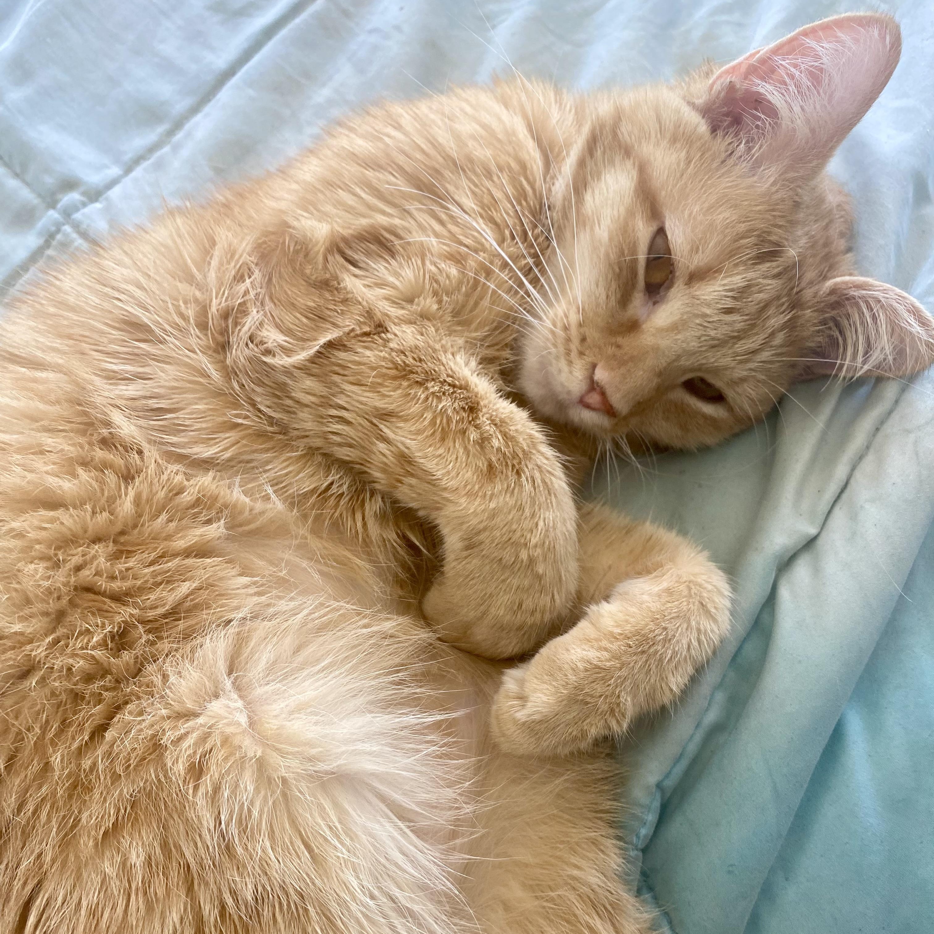 Enlarge Updo, an adoptable Domestic Short Hair in Richmond, VA image 5/6