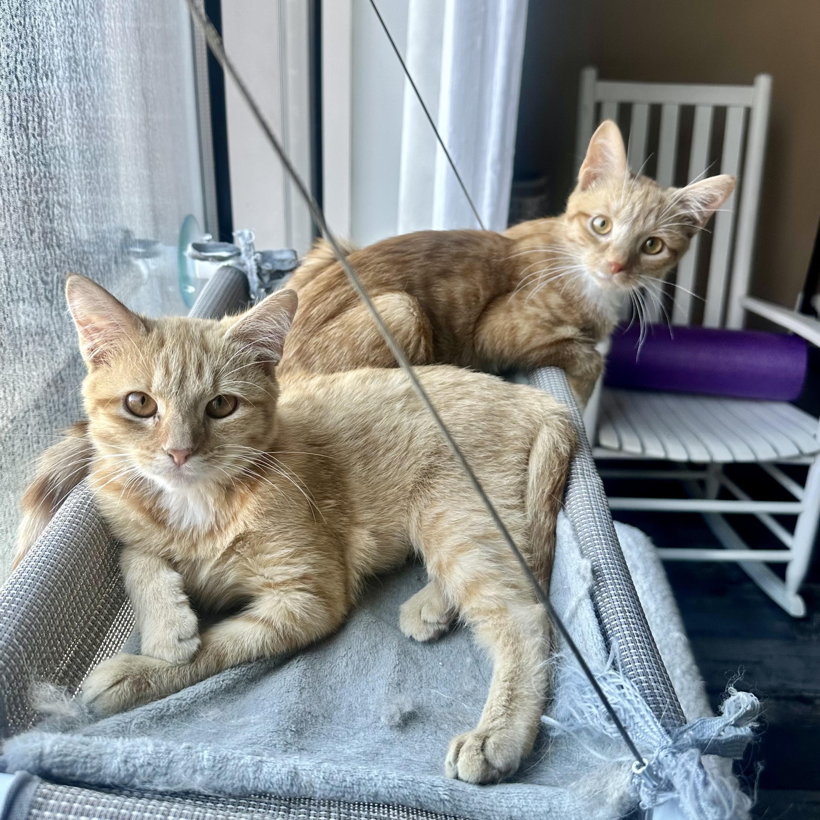 Updo, Adoptable, Adult Female Domestic Short Hair.