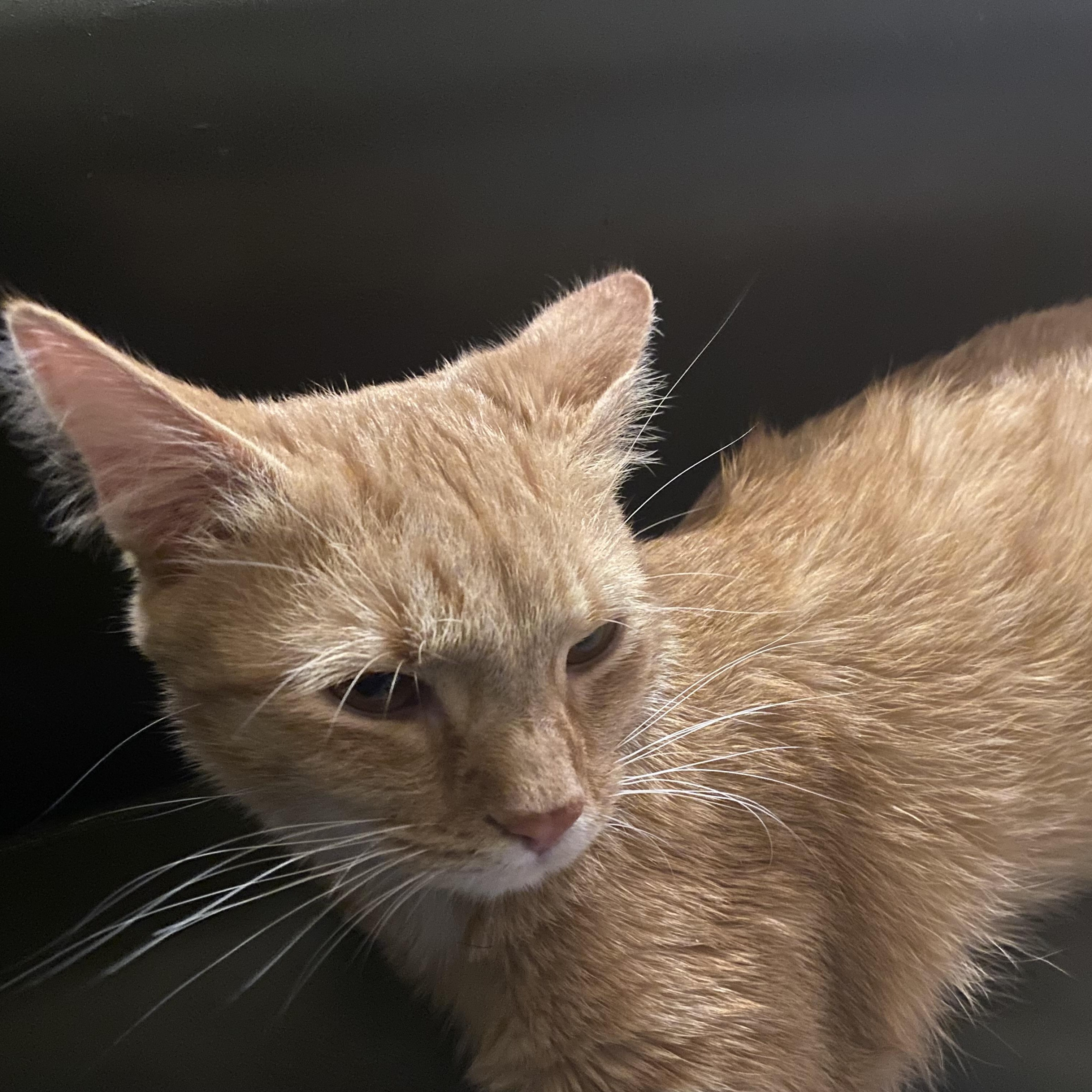 Enlarge Updo, an adoptable Domestic Short Hair in Richmond, VA image 3/4
