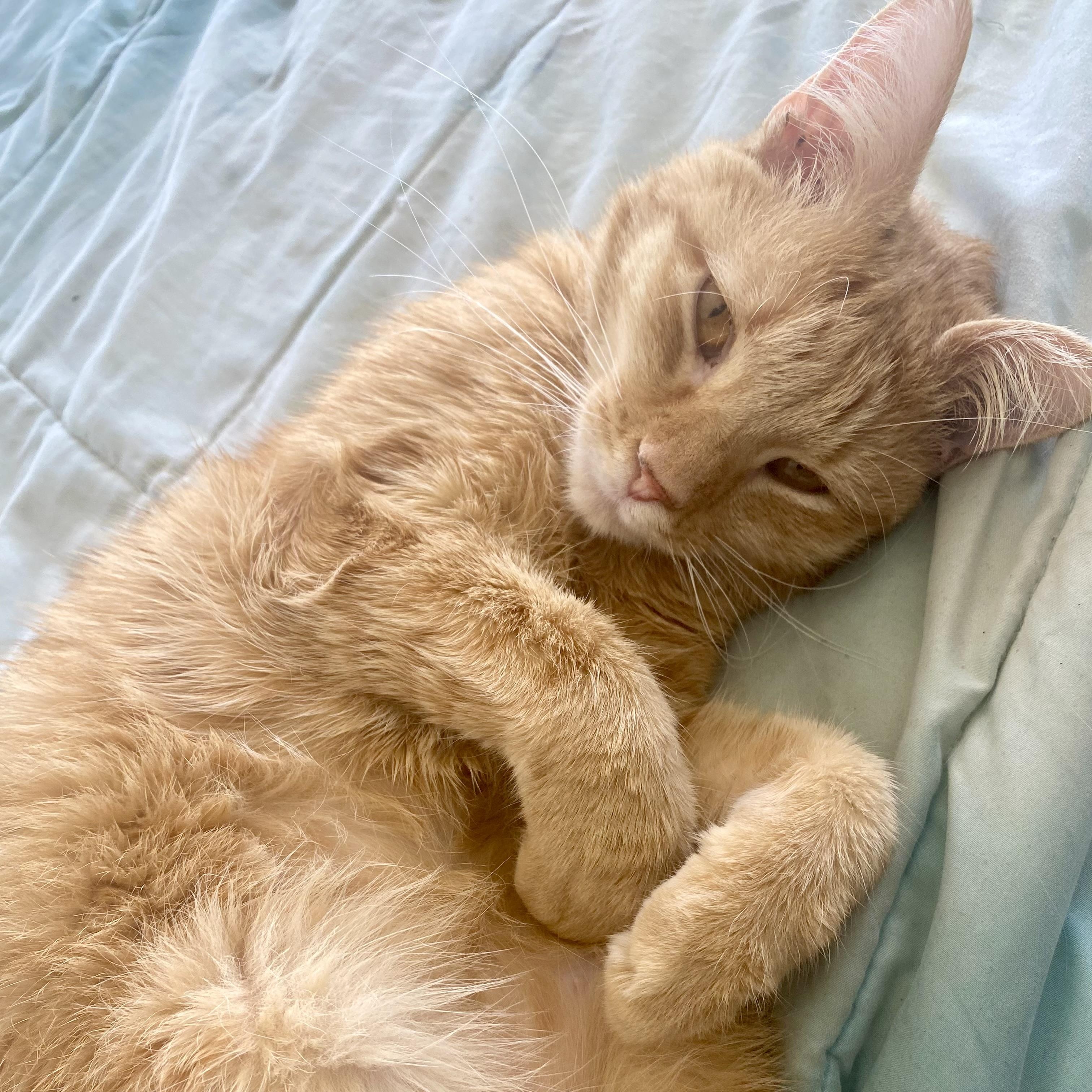 Updo, adoptable, Young Female Domestic Short Hair.