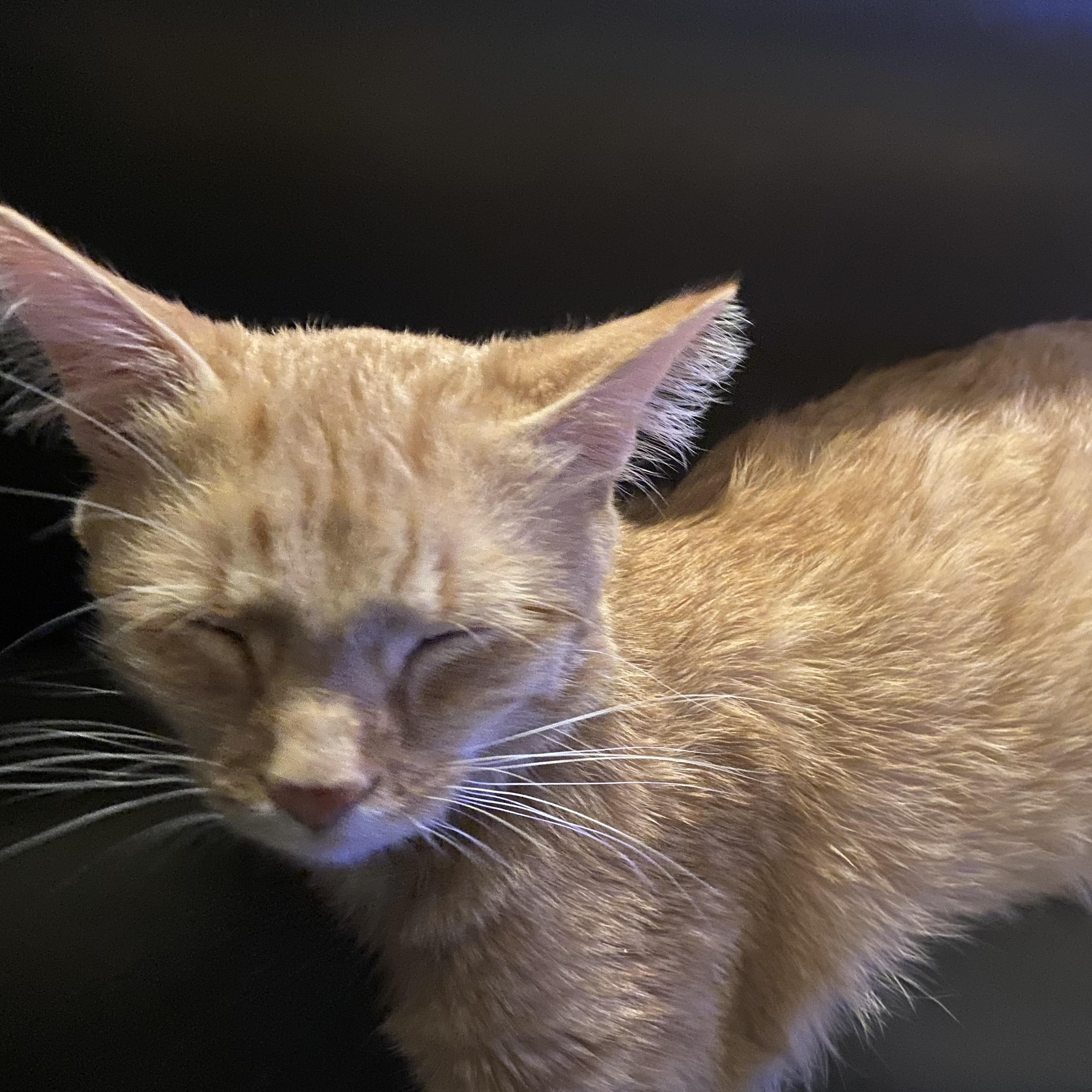 Enlarge Updo, an adoptable Domestic Short Hair in Richmond, VA image 1/4