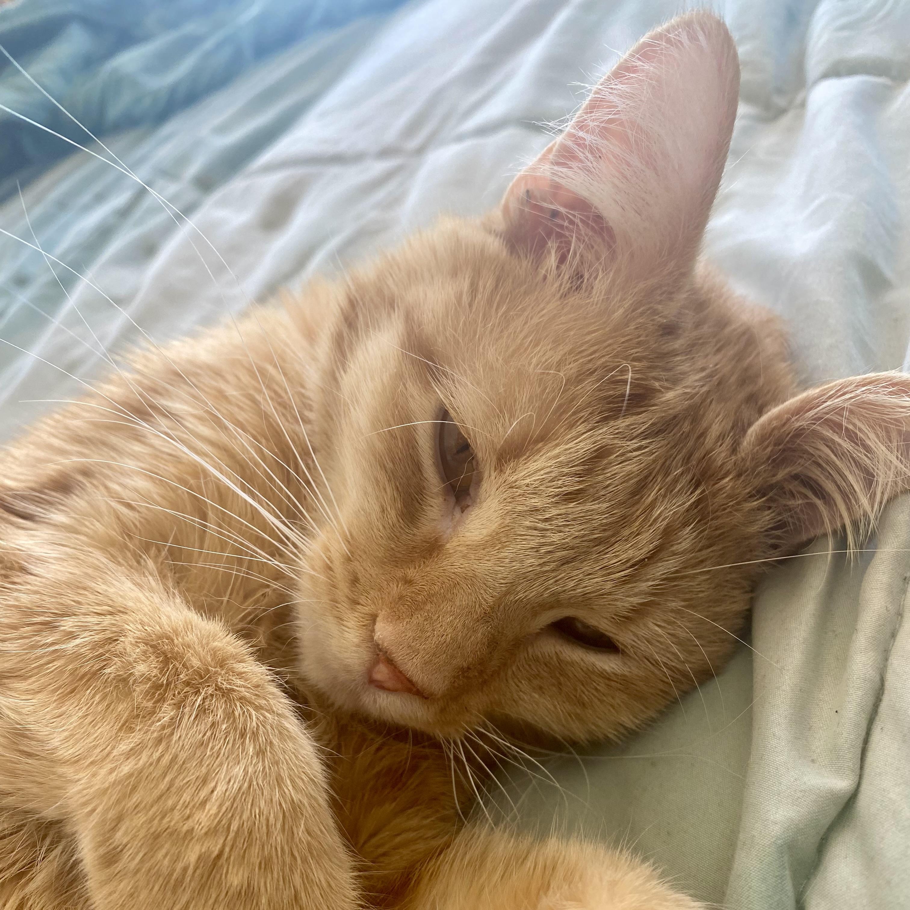 Enlarge Updo, an adoptable Domestic Short Hair in Richmond, VA image 4/6