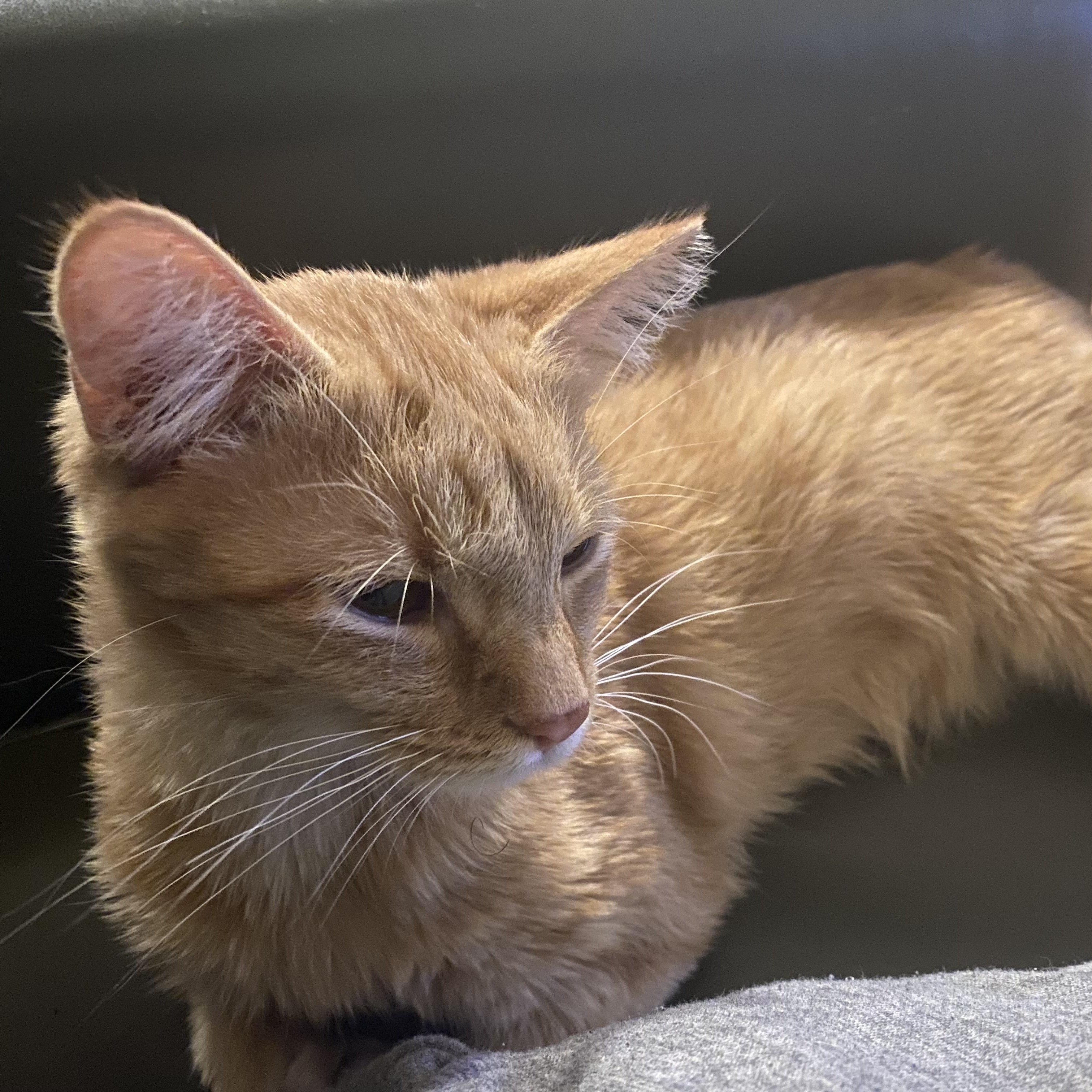 Enlarge Updo, an adoptable Domestic Short Hair in Richmond, VA image 2/4