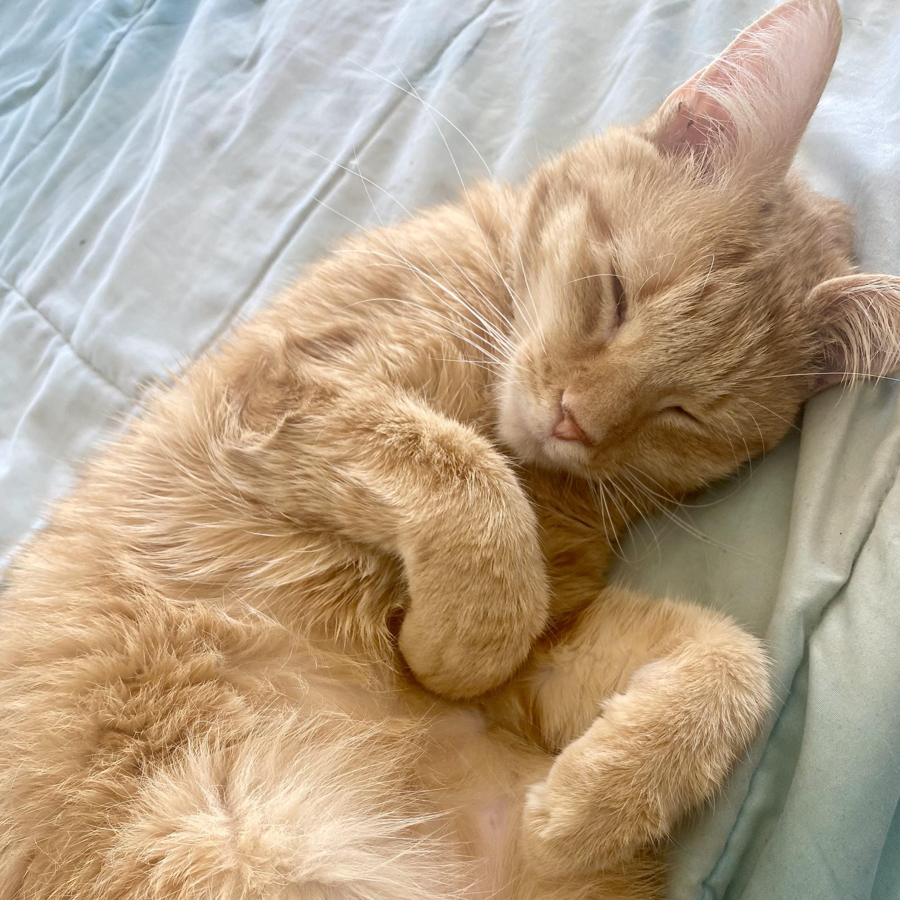 Enlarge Updo, an adoptable Domestic Short Hair in Richmond, VA image 6/6