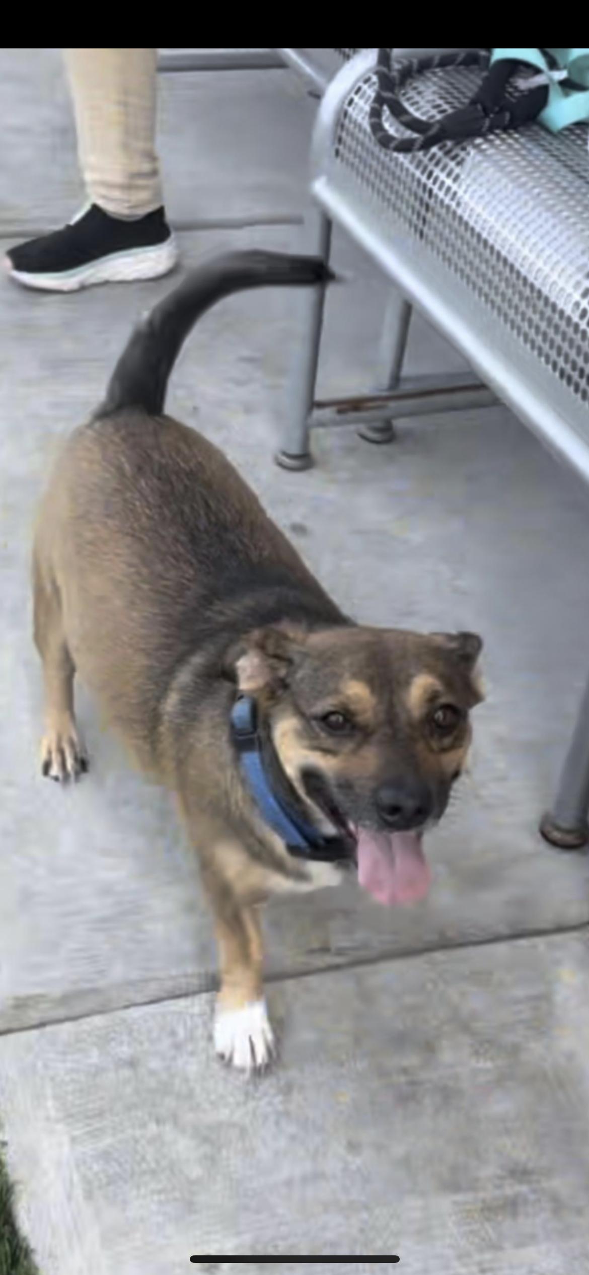 Enlarge FLYNN, a ADOPTABLE mixed breed in Branford, CT image 3/4