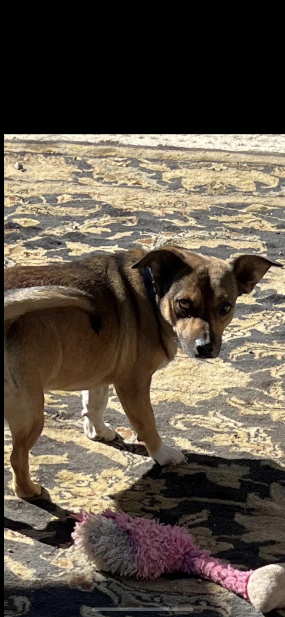 Enlarge FLYNN, a ADOPTABLE mixed breed in Branford, CT image 4/4