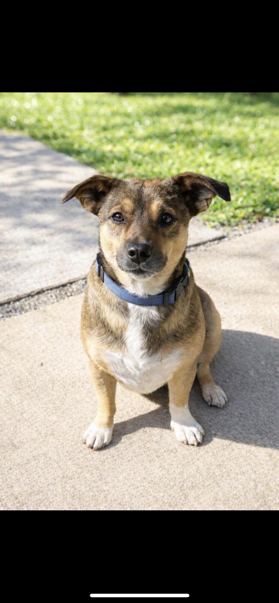 Enlarge FLYNN, a ADOPTABLE mixed breed in Branford, CT image 1/4
