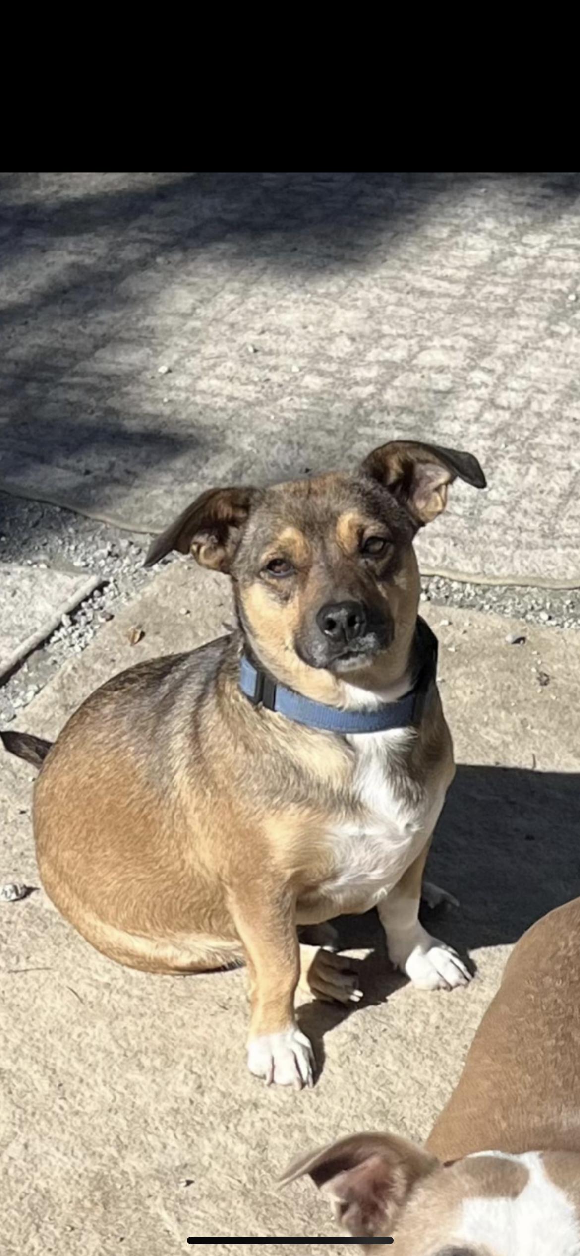 Enlarge FLYNN, a ADOPTABLE mixed breed in Branford, CT image 2/4