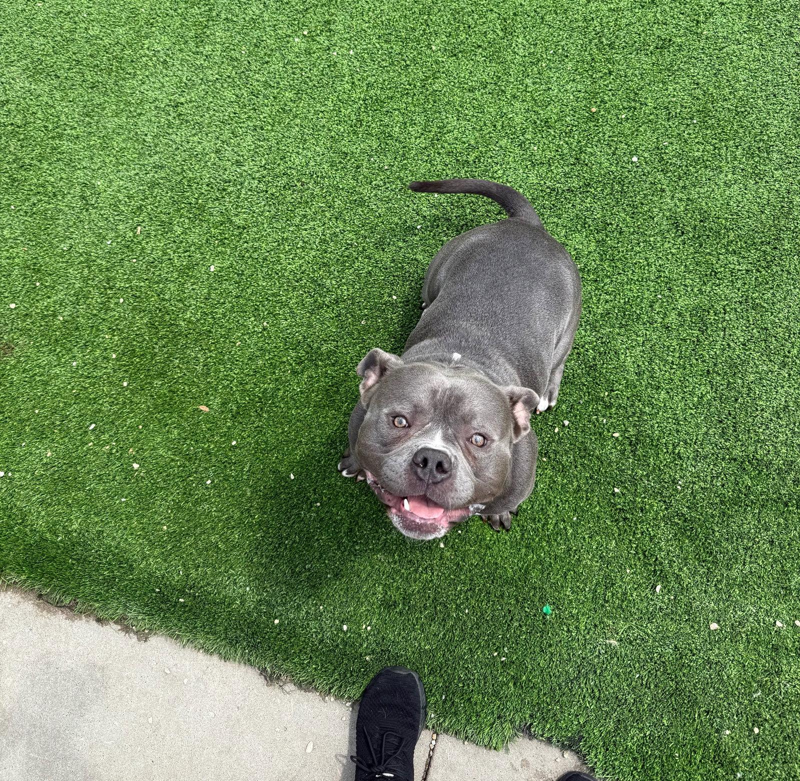 Cain, a Adoptable American Bulldog in Cedar Rapids, IA image 1/3