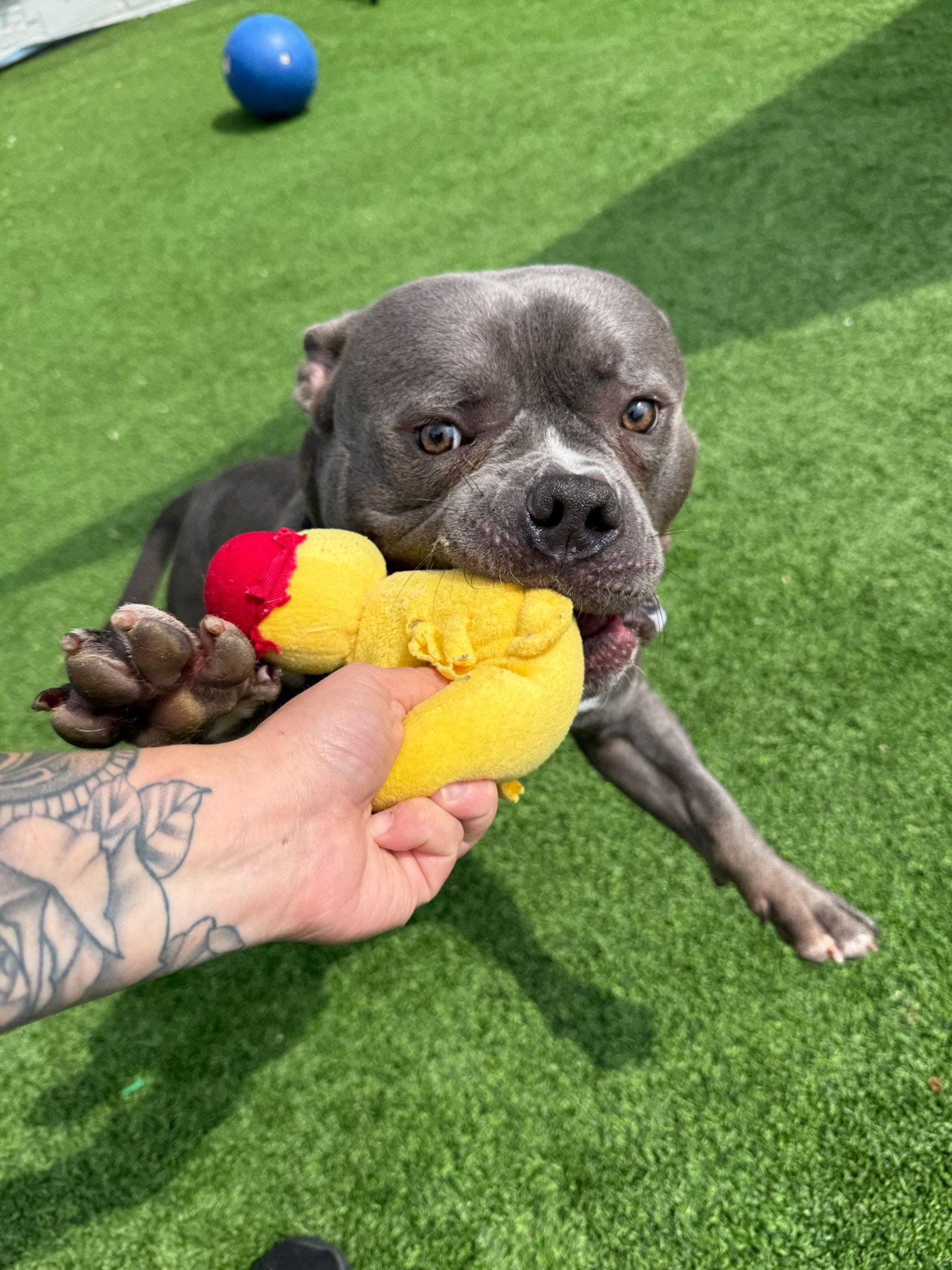 Cain, a Adoptable American Bulldog in Cedar Rapids, IA image 2/3