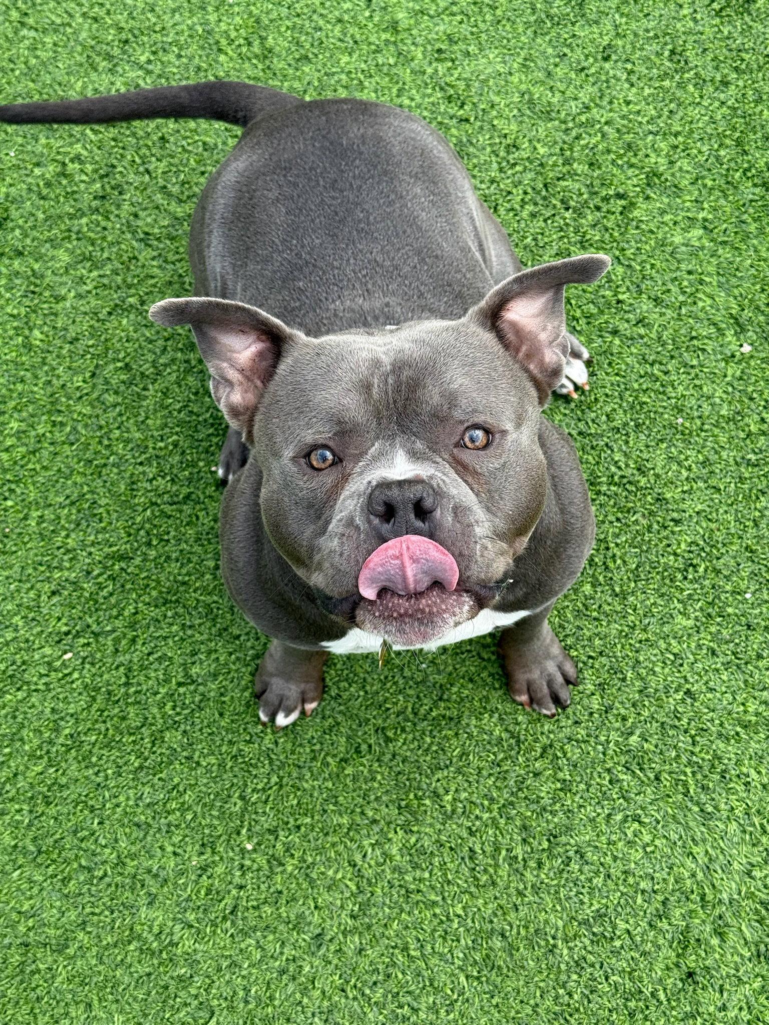 Cain, a Adoptable American Bulldog in Cedar Rapids, IA image 3/3