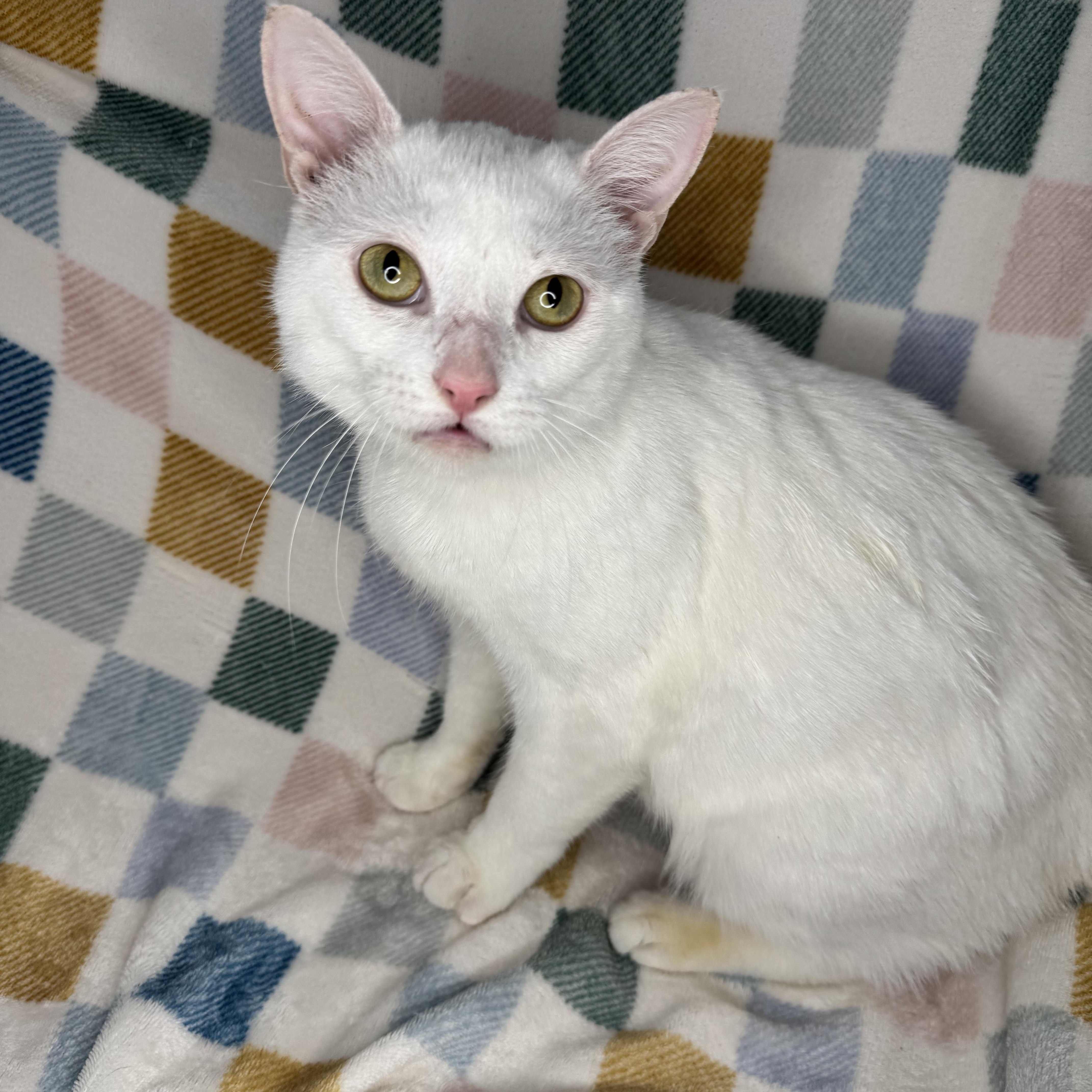 Enlarge Mallow, a Adoptable mixed breed in Mount Vernon, IL image 5/6