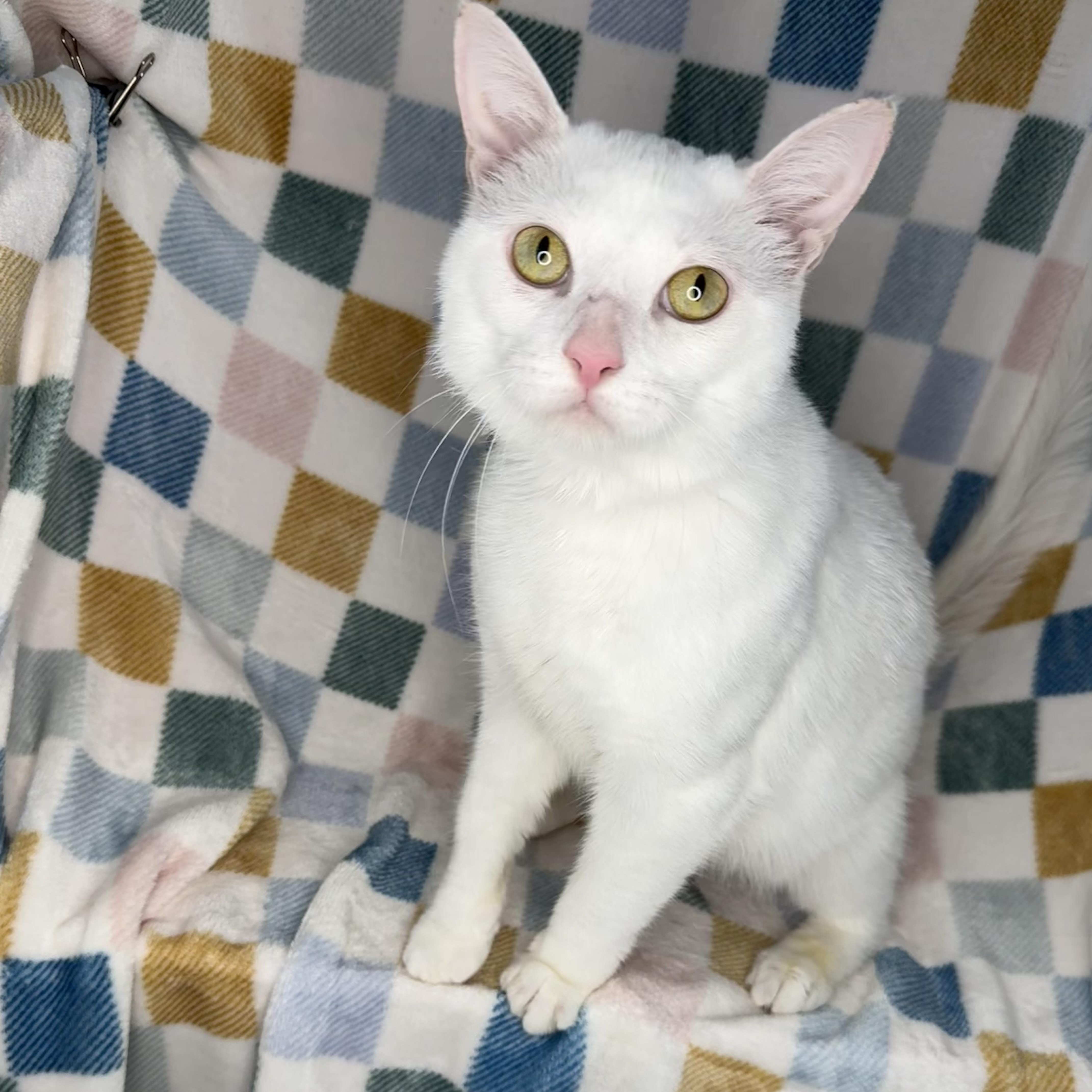 Enlarge Mallow, a Adoptable mixed breed in Mount Vernon, IL image 1/6