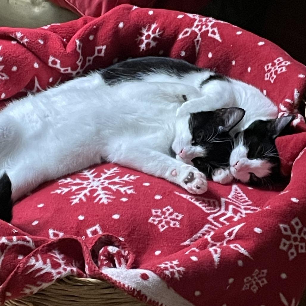 Basil, Adoptable, Young Male Domestic Short Hair.