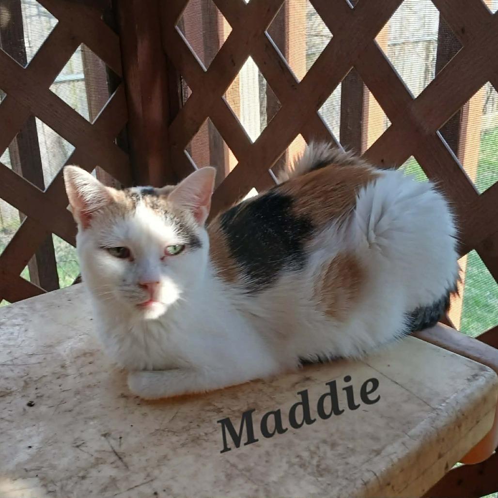 Maddie, Adoptable, Adult Female Domestic Short Hair.