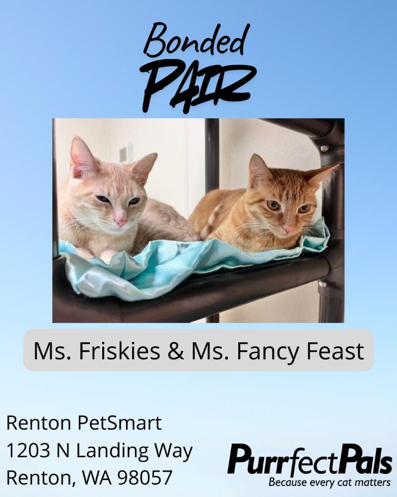 Ms. Fancy Feast, a Adoptable Domestic Short Hair in Arlington, WA image 1/2