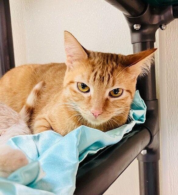 Ms. Fancy Feast, a Adoptable Domestic Short Hair in Arlington, WA image 2/2