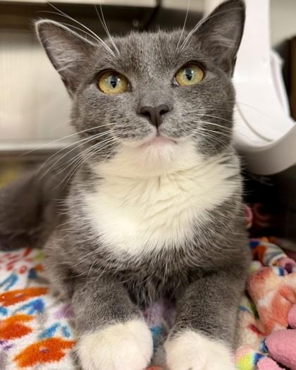 Bebe, Adoptable, Kitten Female Domestic Short Hair & Domestic Short Hair.