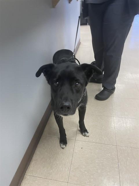 JORDAN, Adoptable, Adult Male Border Collie & Mixed Breed.