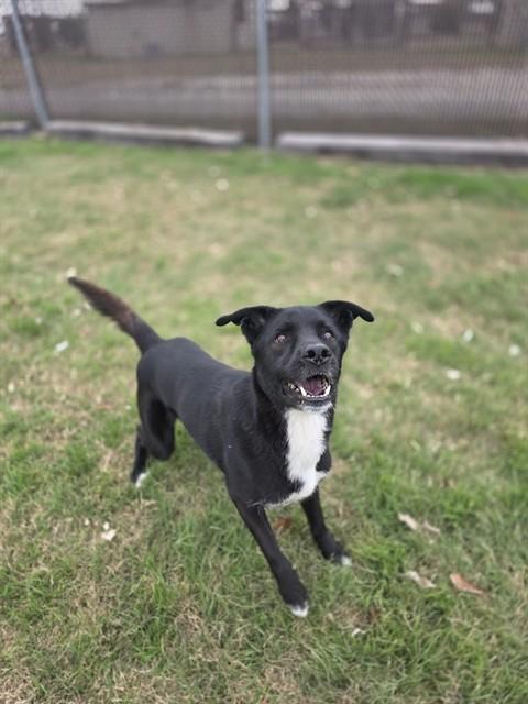 Enlarge JORDAN, a Adoptable mixed breed in Killeen, TX image 1/1