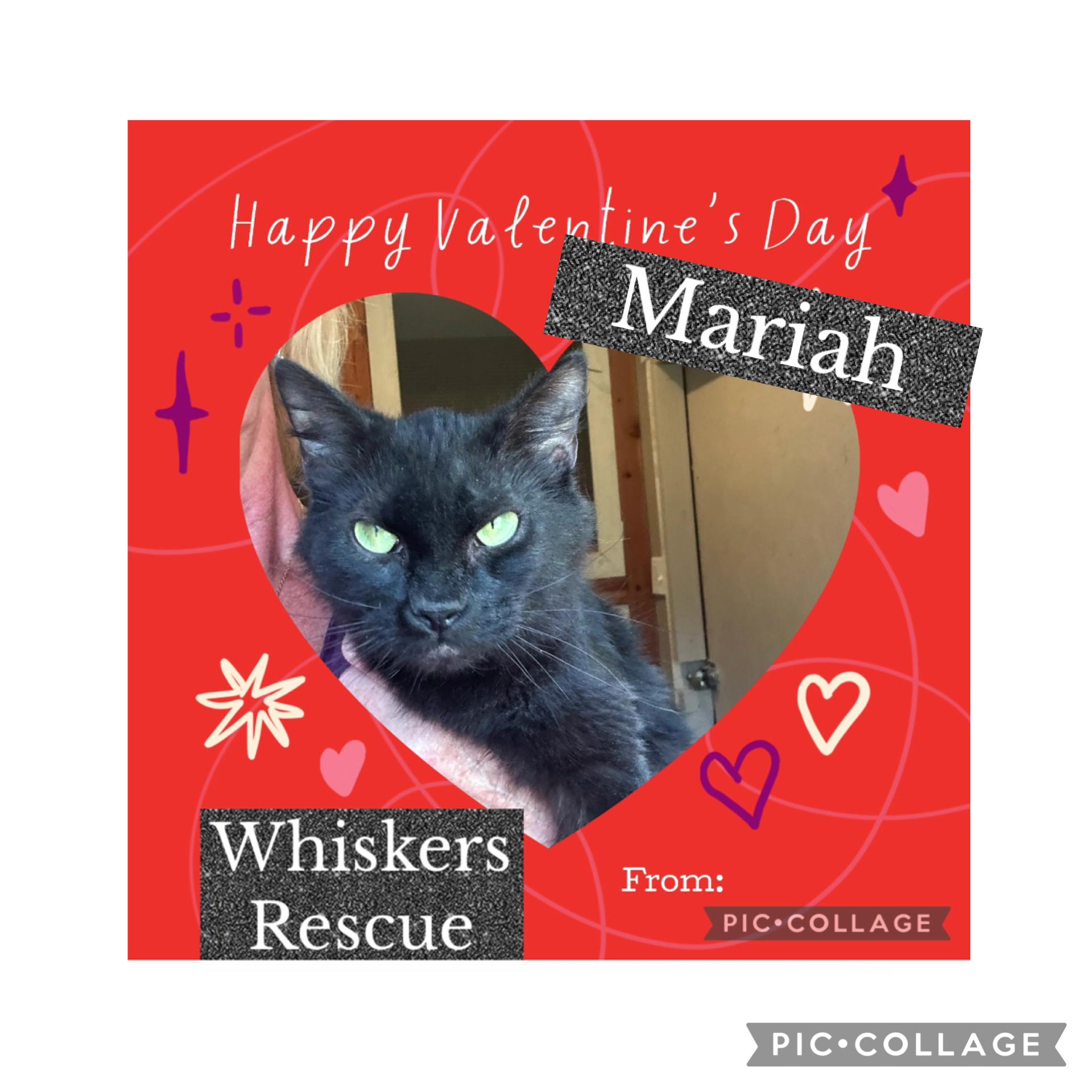 Mariah, a ADOPTABLE Domestic Medium Hair in Bradenton, FL image 1/4