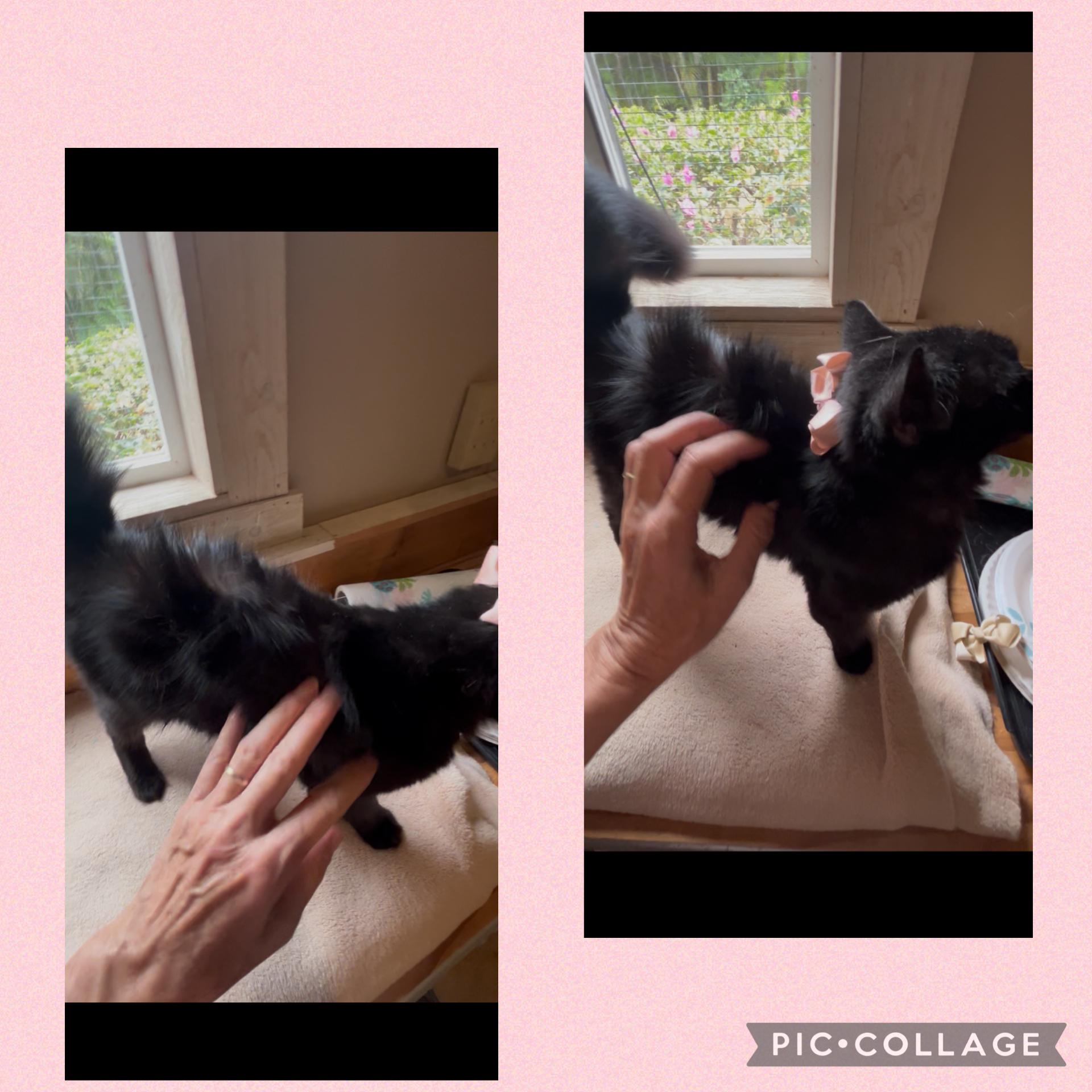 Mariah, a ADOPTABLE Domestic Medium Hair in Bradenton, FL image 4/4