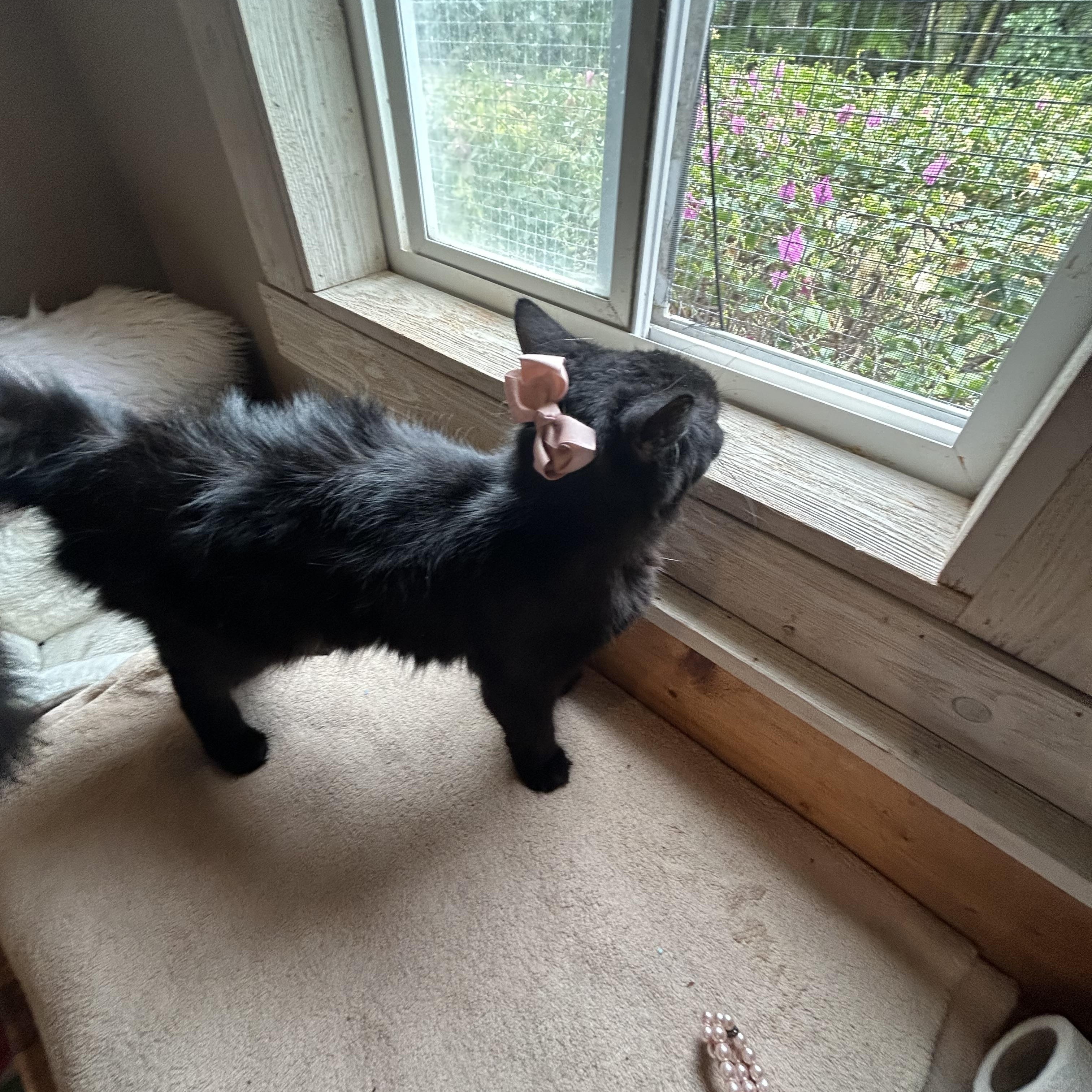 Mariah, a ADOPTABLE Domestic Medium Hair in Bradenton, FL image 2/4