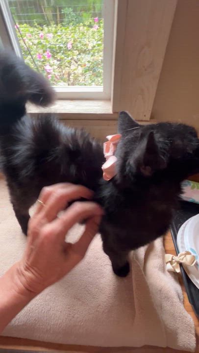 Enlarge Mariah, a ADOPTABLE Domestic Medium Hair in Bradenton, FL video 3/4