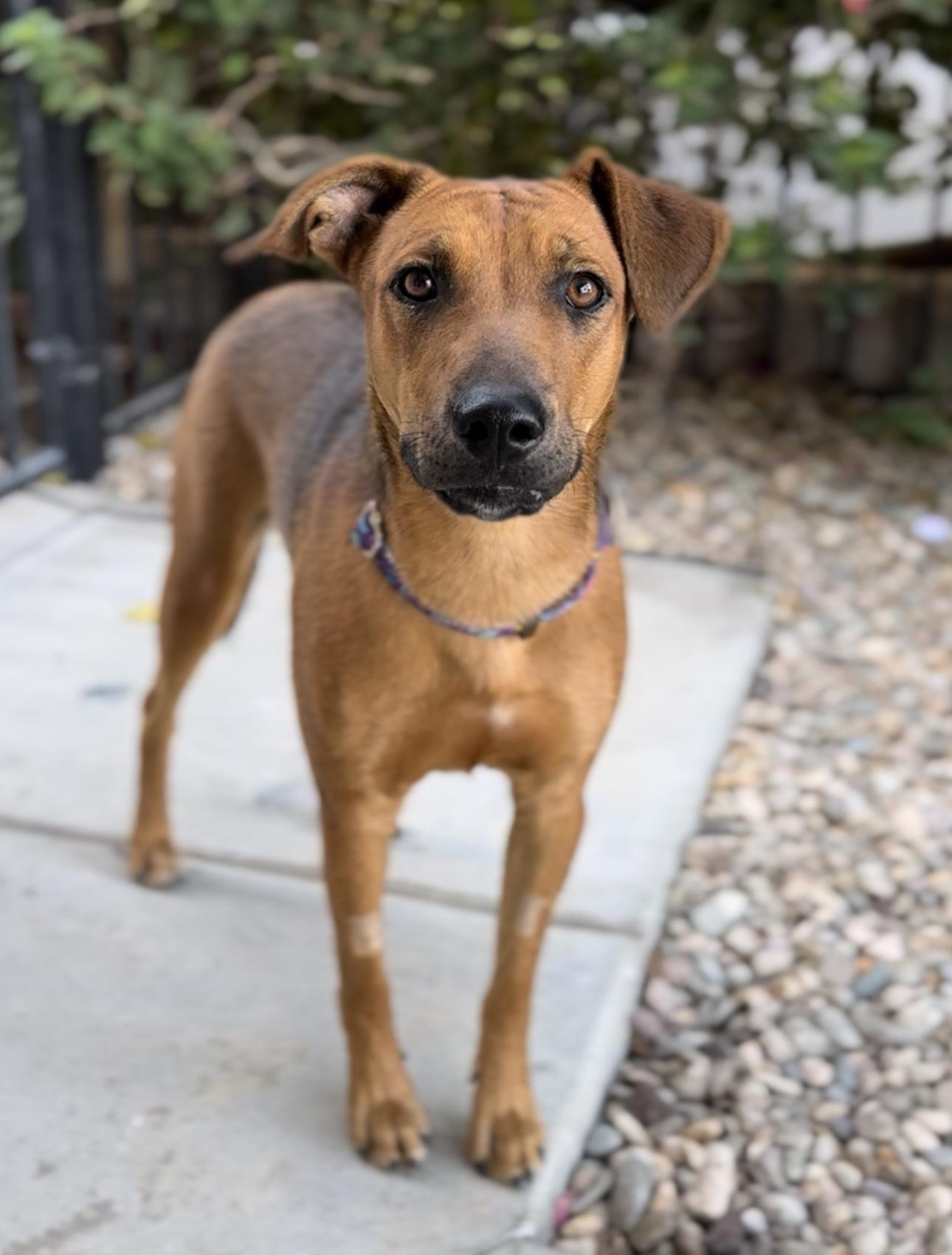 Redd, Adoptable, Young Female German Shepherd Dog.