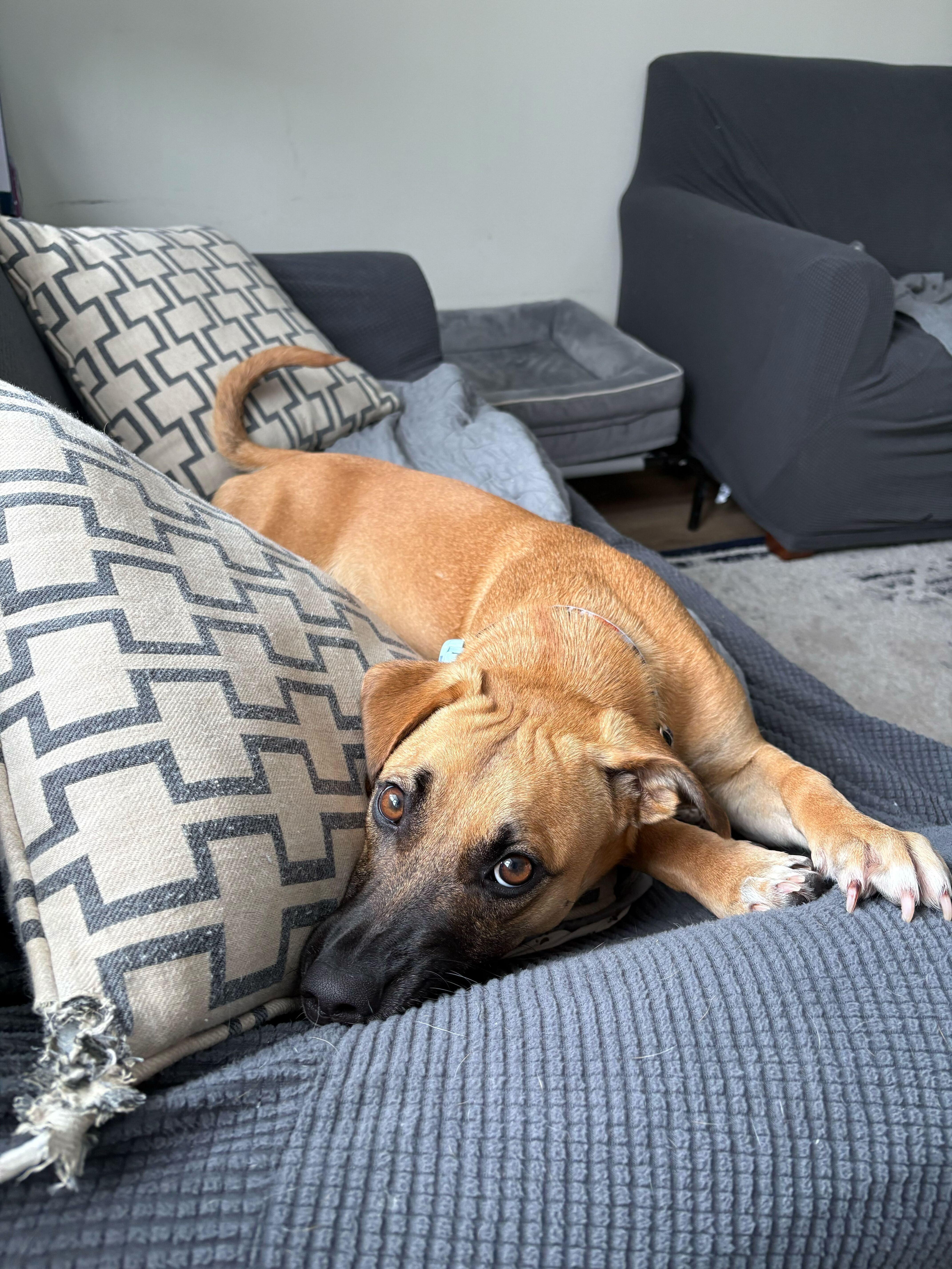 Enlarge Mario, an adopted mixed breed in Ajax, ON image 2/6