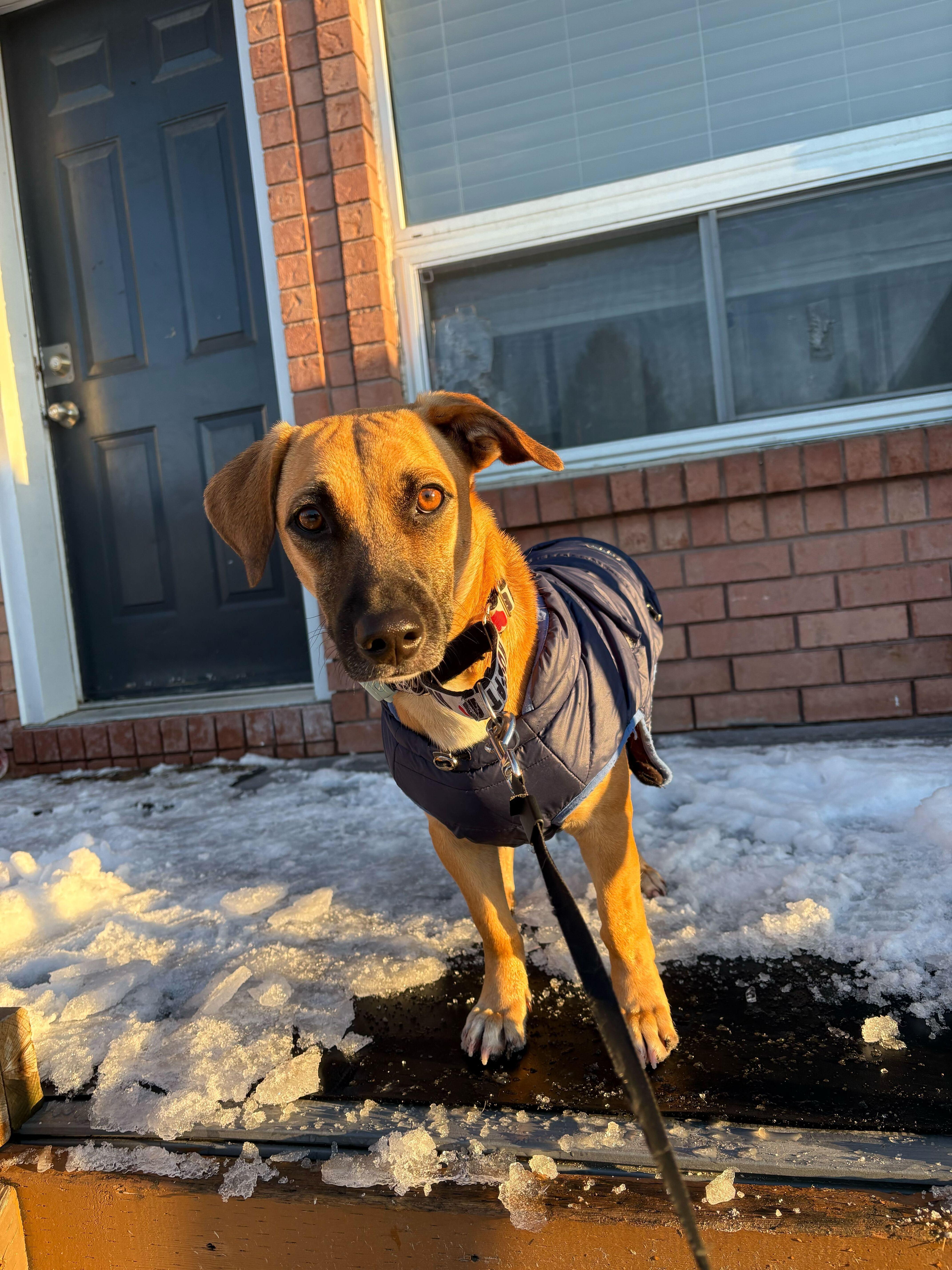 Enlarge Mario, an adopted mixed breed in Ajax, ON image 6/6