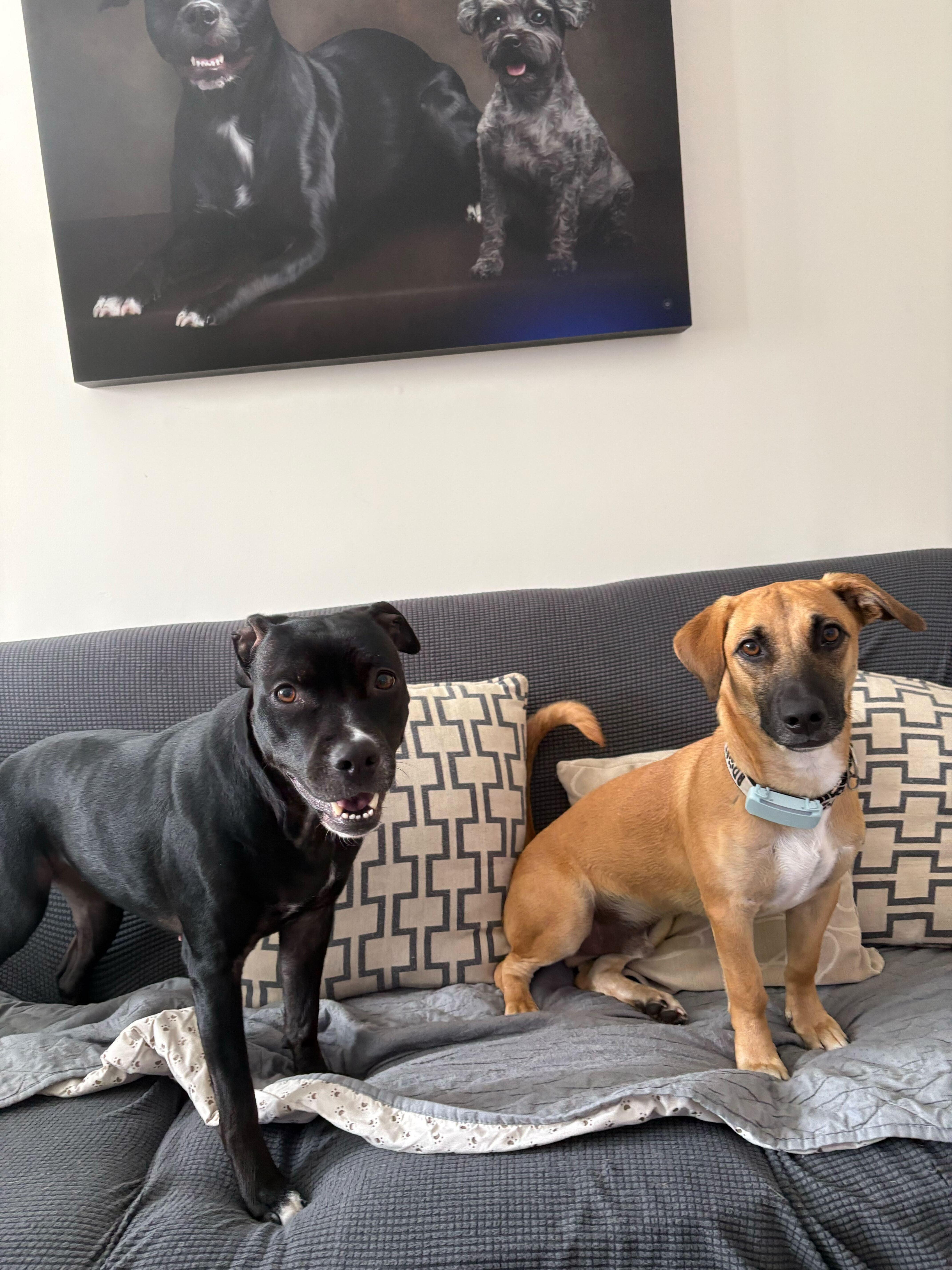 Enlarge Mario, an adopted mixed breed in Ajax, ON image 4/6