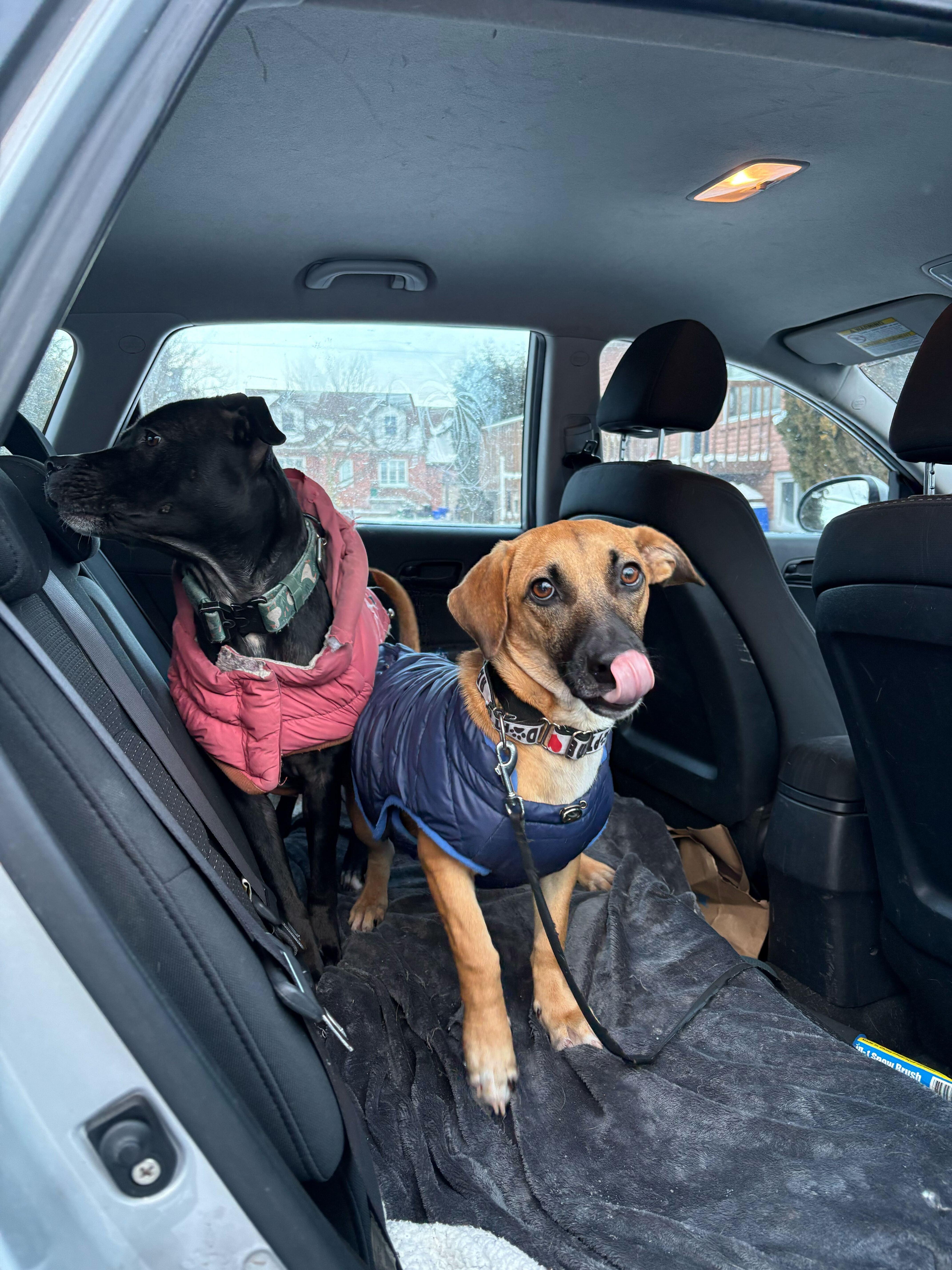 Enlarge Mario, an adopted mixed breed in Ajax, ON image 3/6