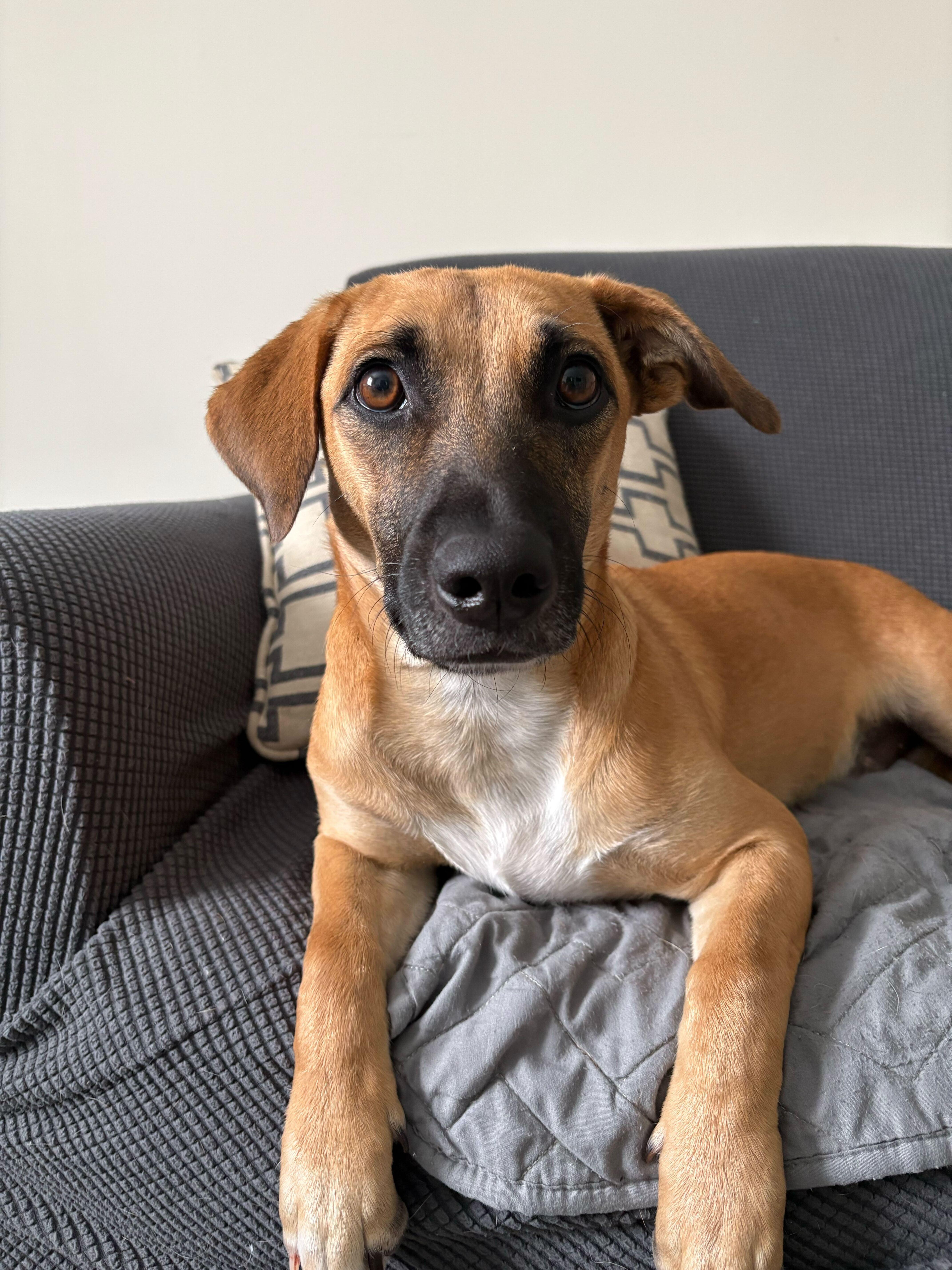 Mario, adopted, Young Male Mixed Breed.