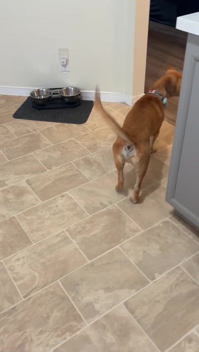 Enlarge Mario, an adopted mixed breed in Ajax, ON video 5/6