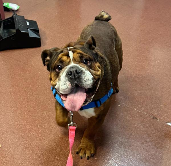 Pudge, Adoptable, Adult Male English Bulldog.