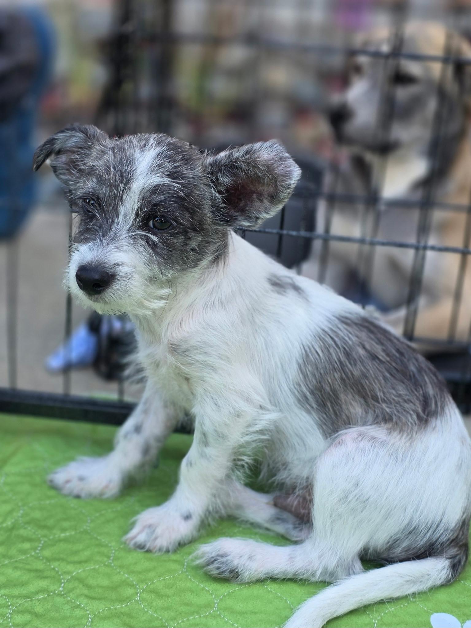 Bart, a ADOPTABLE mixed breed in Penryn, CA image 3/5