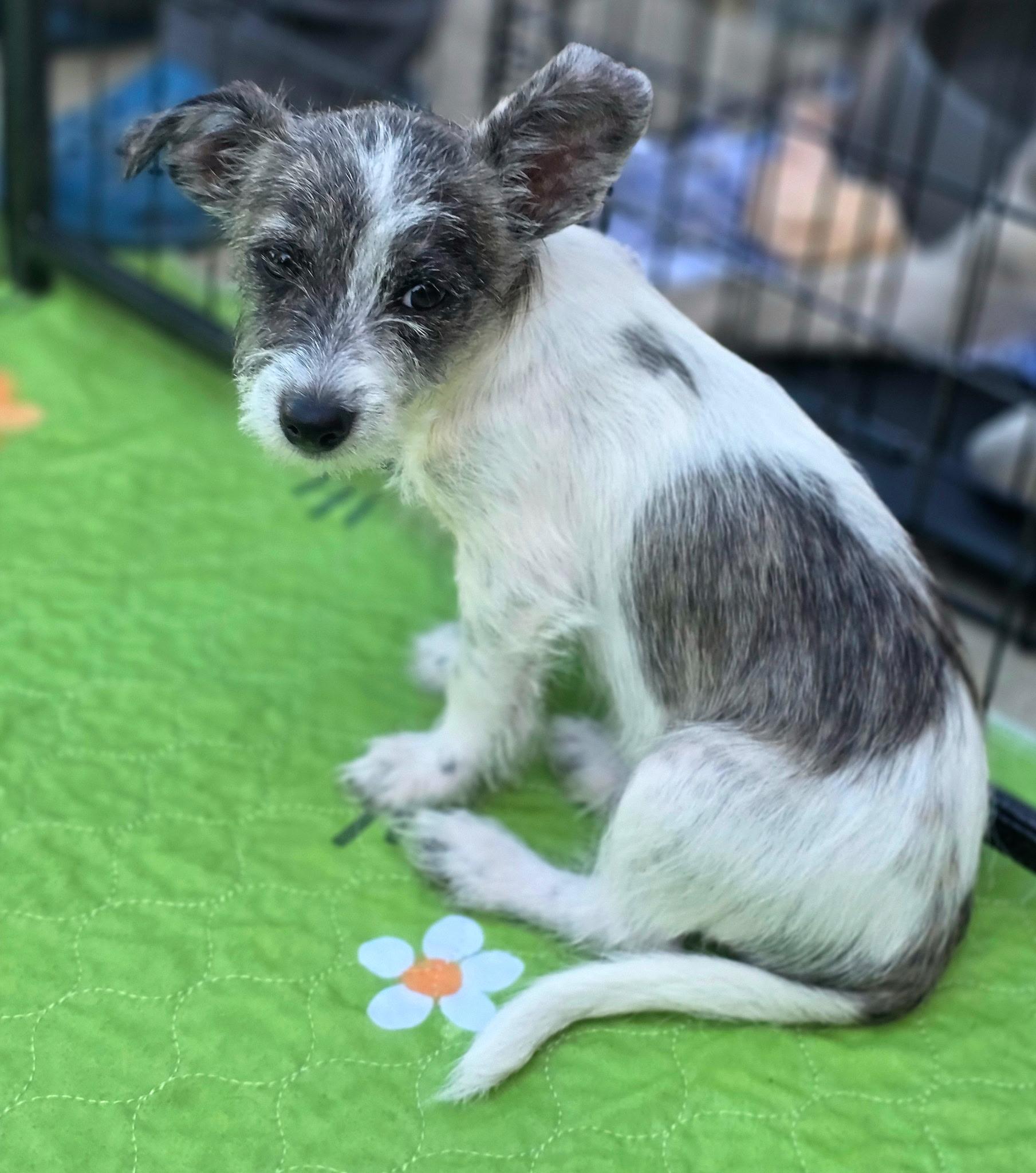 Bart, ADOPTABLE, Puppy Male Terrier.