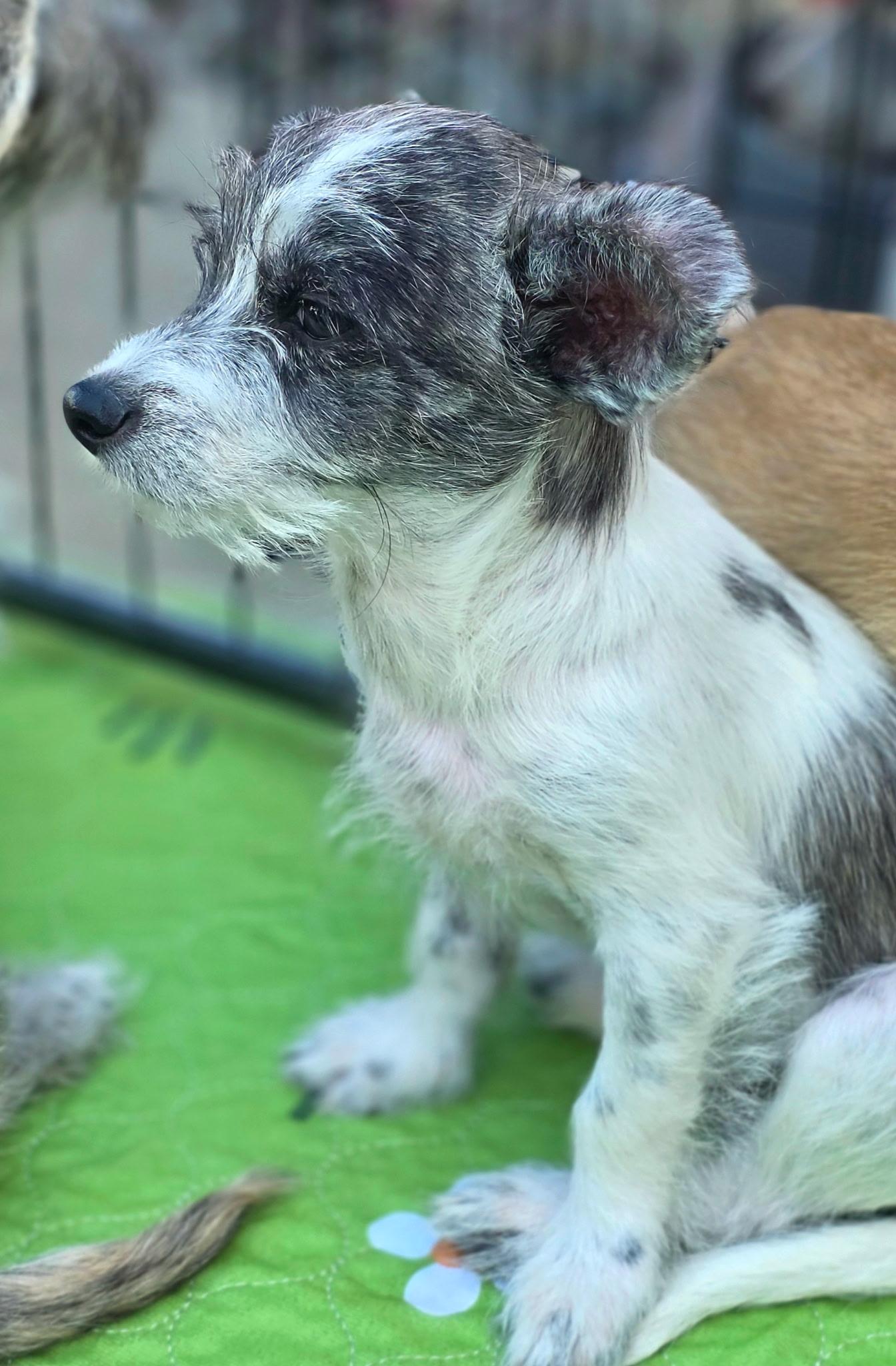 Bart, a ADOPTABLE mixed breed in Penryn, CA image 2/5