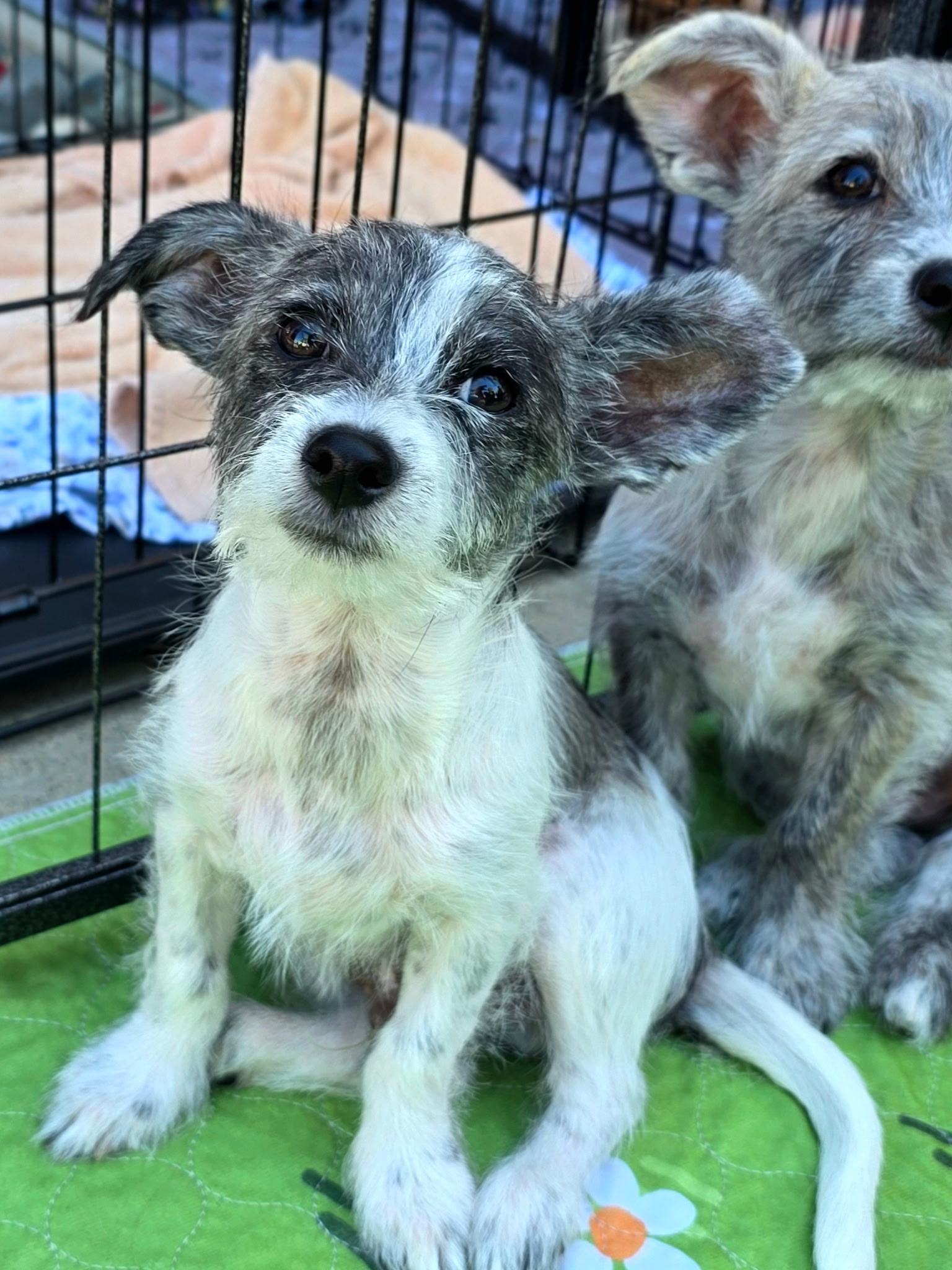 Bart, a ADOPTABLE mixed breed in Penryn, CA image 4/5