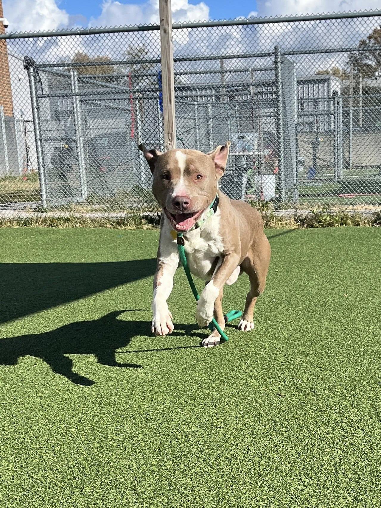 Lazarus, a Adoptable mixed breed in Cleveland, OH image 3/6