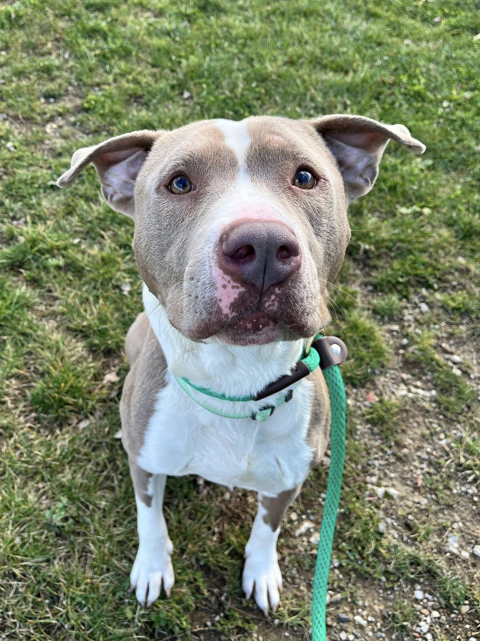 Lazarus, a Adoptable mixed breed in Cleveland, OH image 2/6