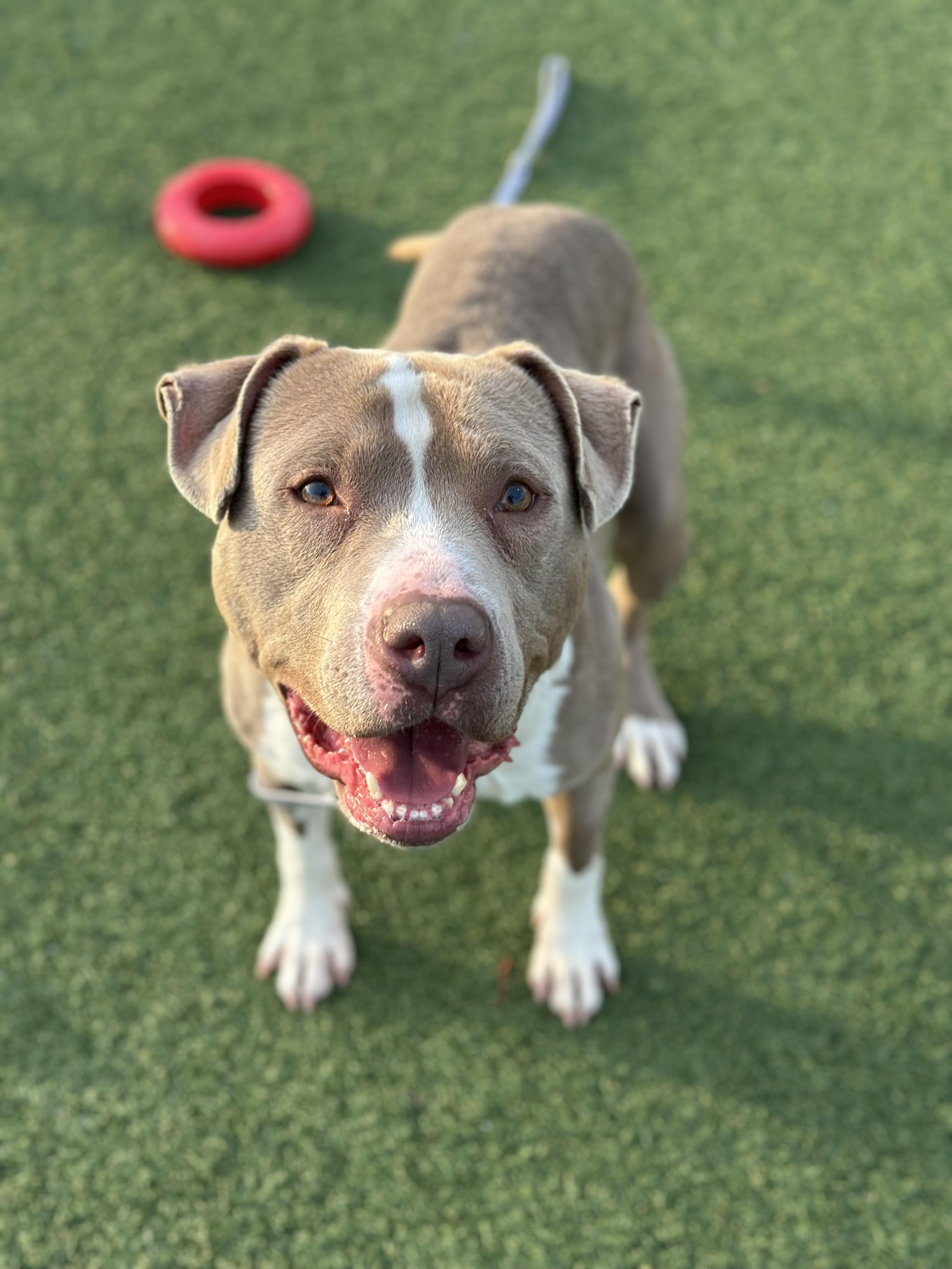 Lazarus, a Adoptable mixed breed in Cleveland, OH image 6/6