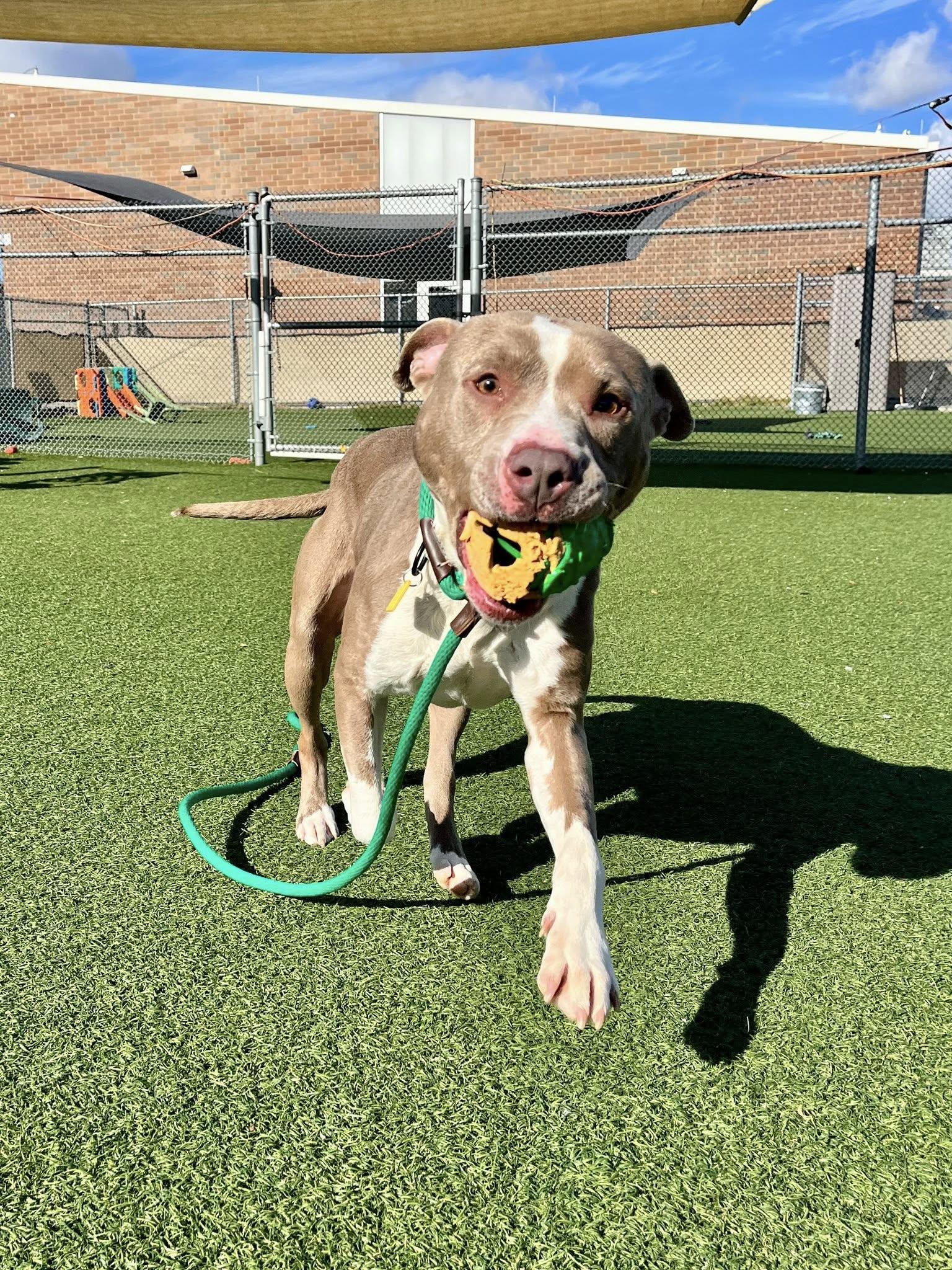 Lazarus, a Adoptable mixed breed in Cleveland, OH image 1/6