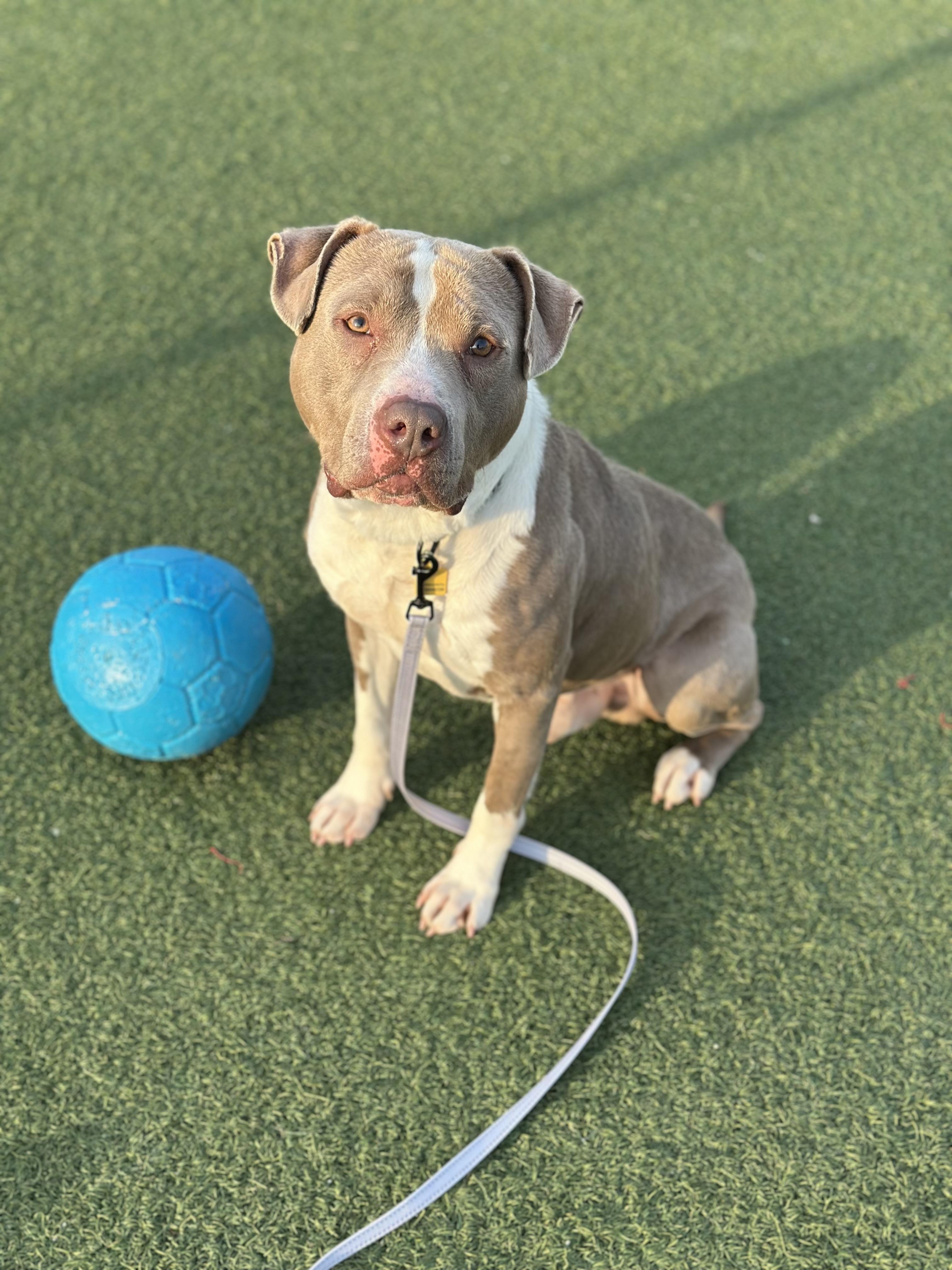 Lazarus, a Adoptable mixed breed in Cleveland, OH image 5/6